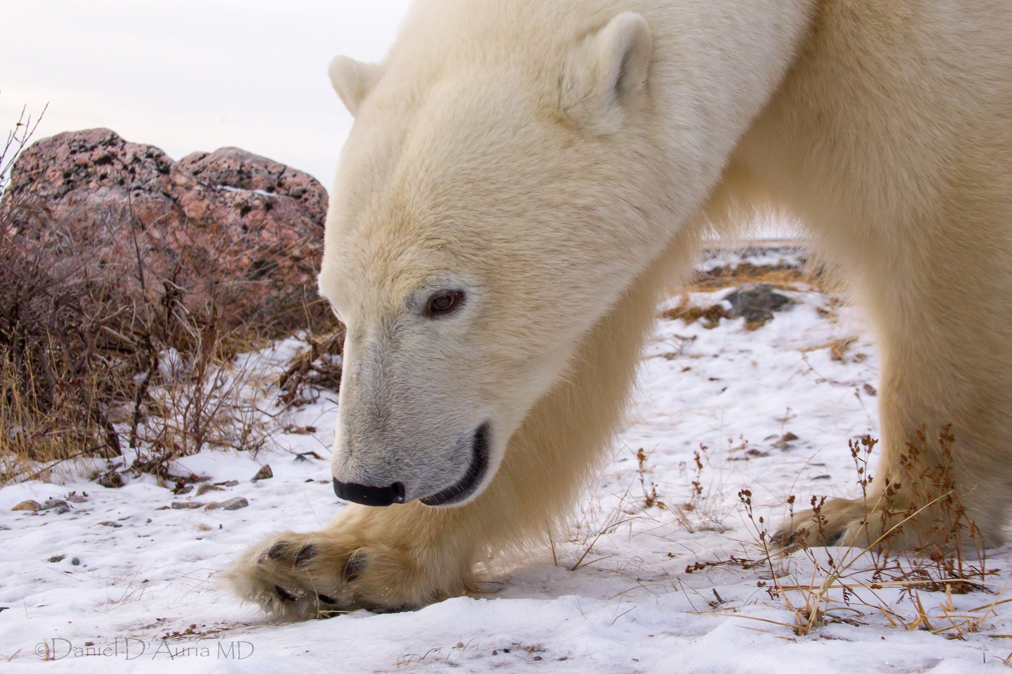 Polar bear in a snowy landscape HD Wallpaper