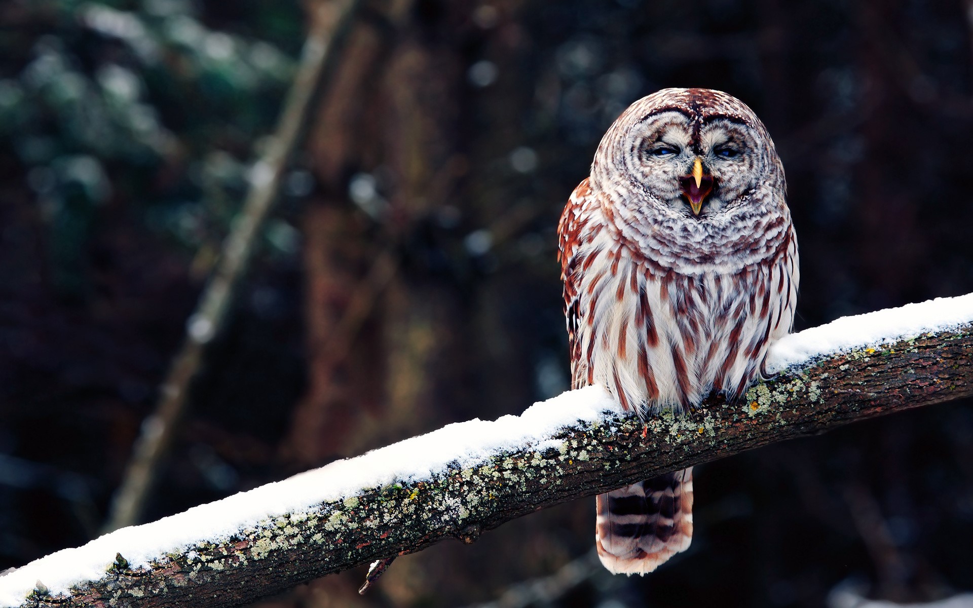 Barred owl perched on a snow-covered branch HD Wallpaper