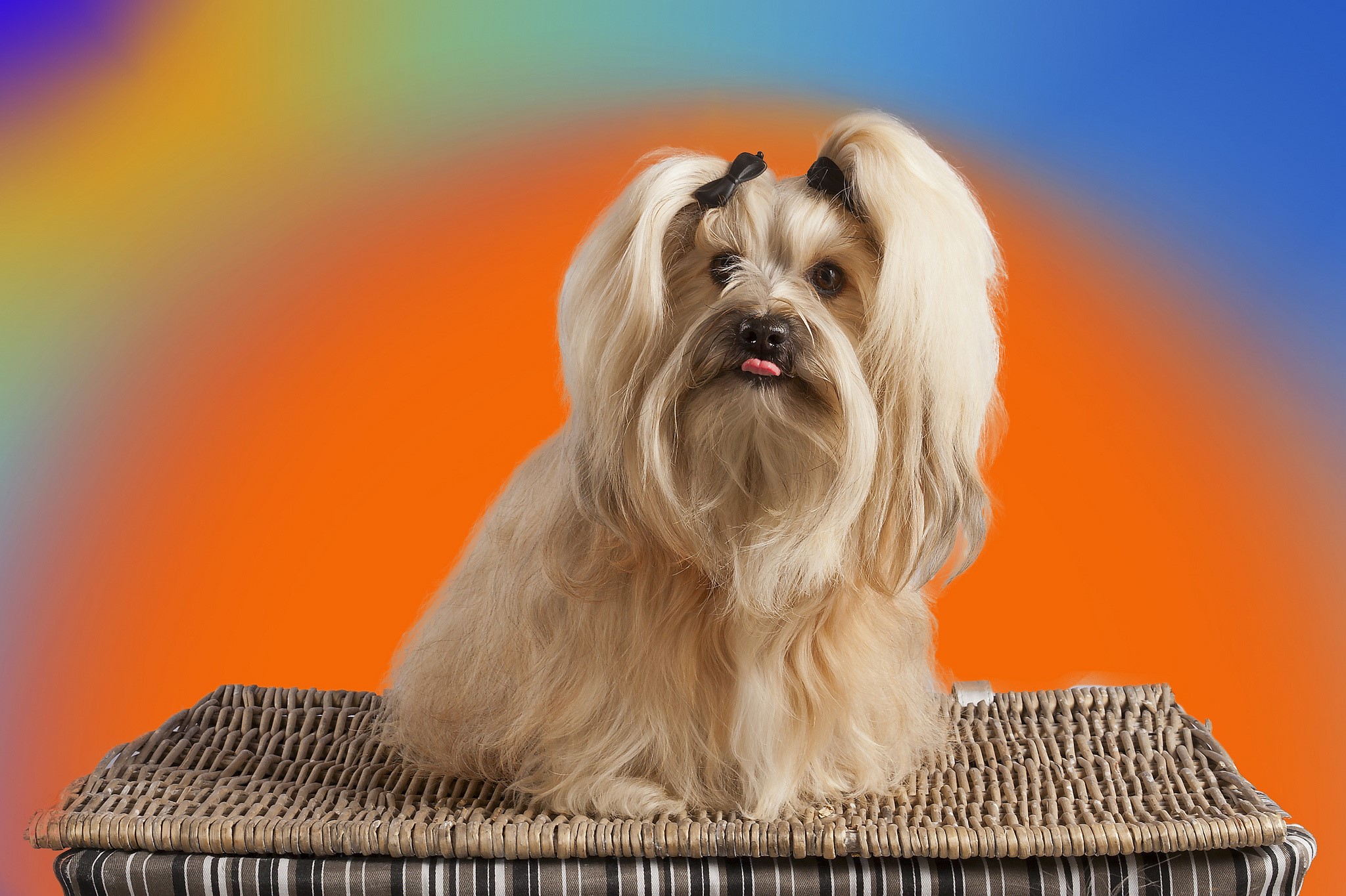 Fluffy Havanese Bichon dog with bows on head HD Wallpaper