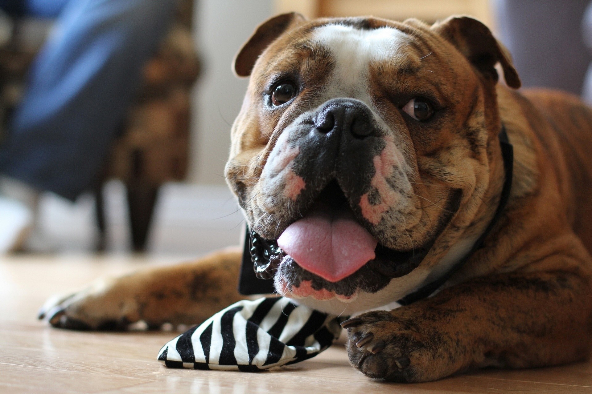 English Bulldog wearing a striped bow tie HD Wallpaper