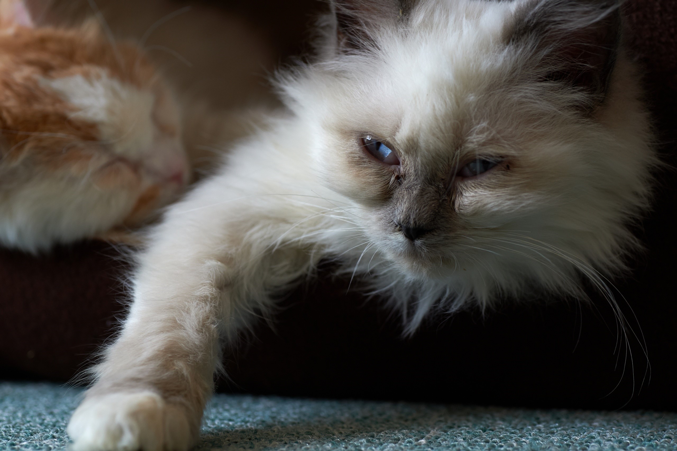 Two cats, one with blue eyes, resting together HD Wallpaper