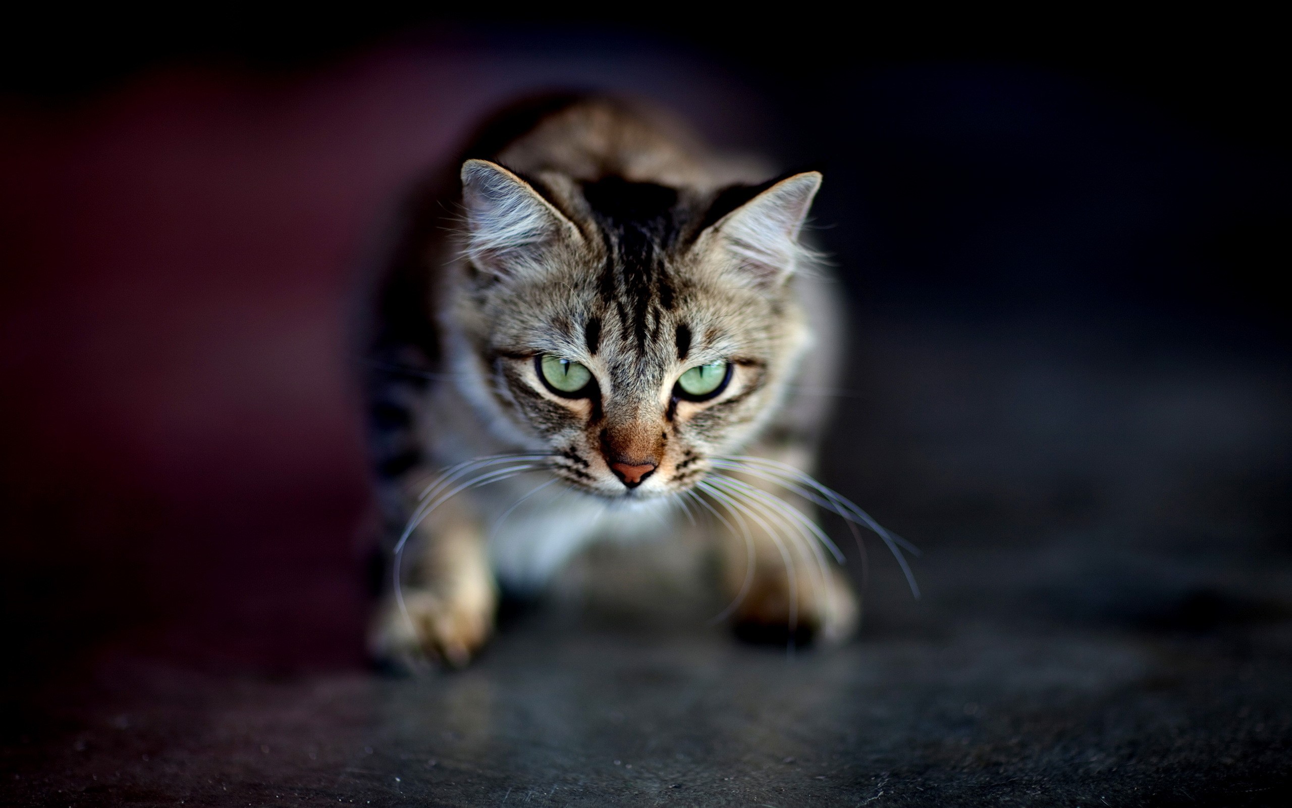 A tabby cat with green eyes crouches HD Wallpaper