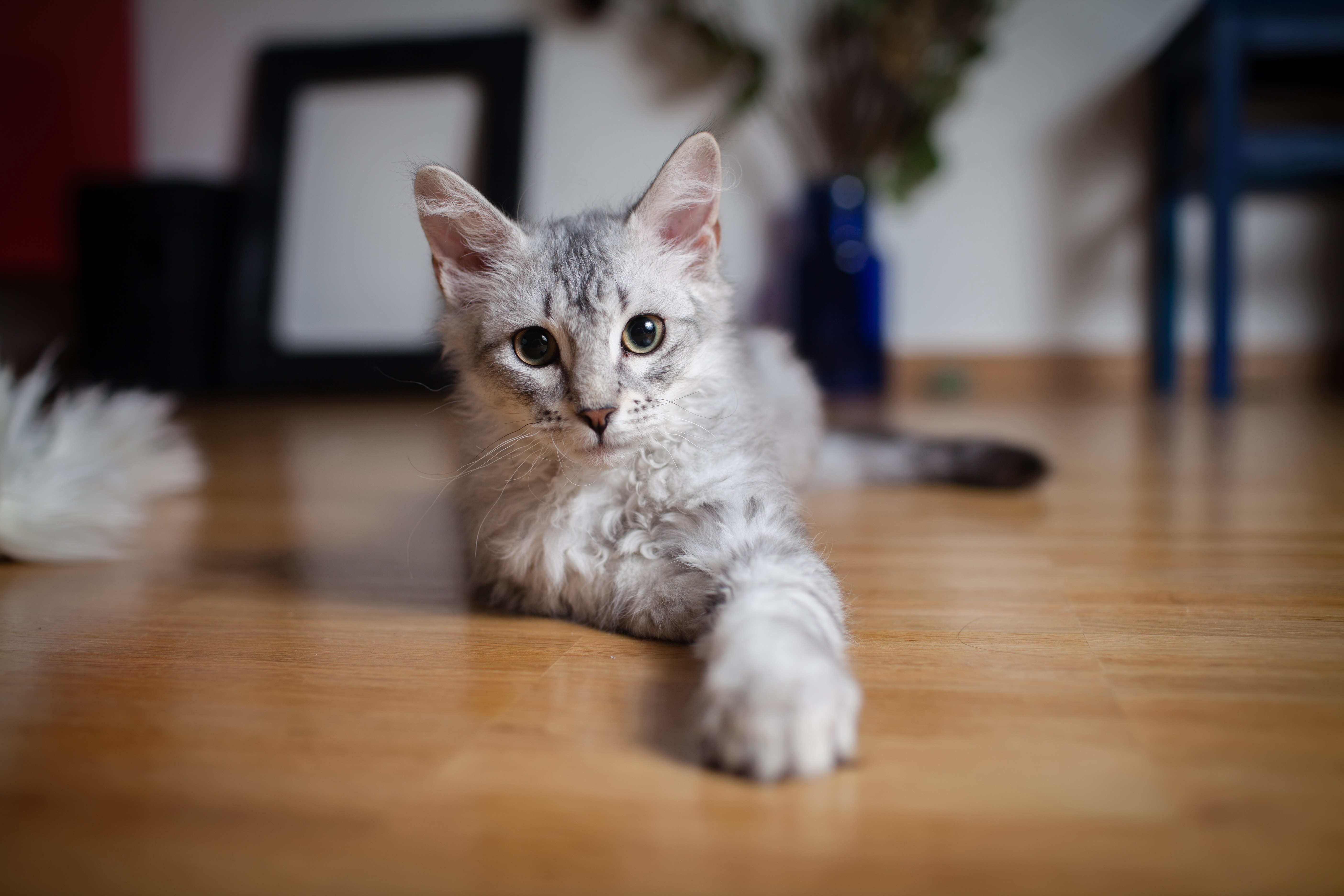 Silver tabby kitten lying on wooden floor HD Wallpaper