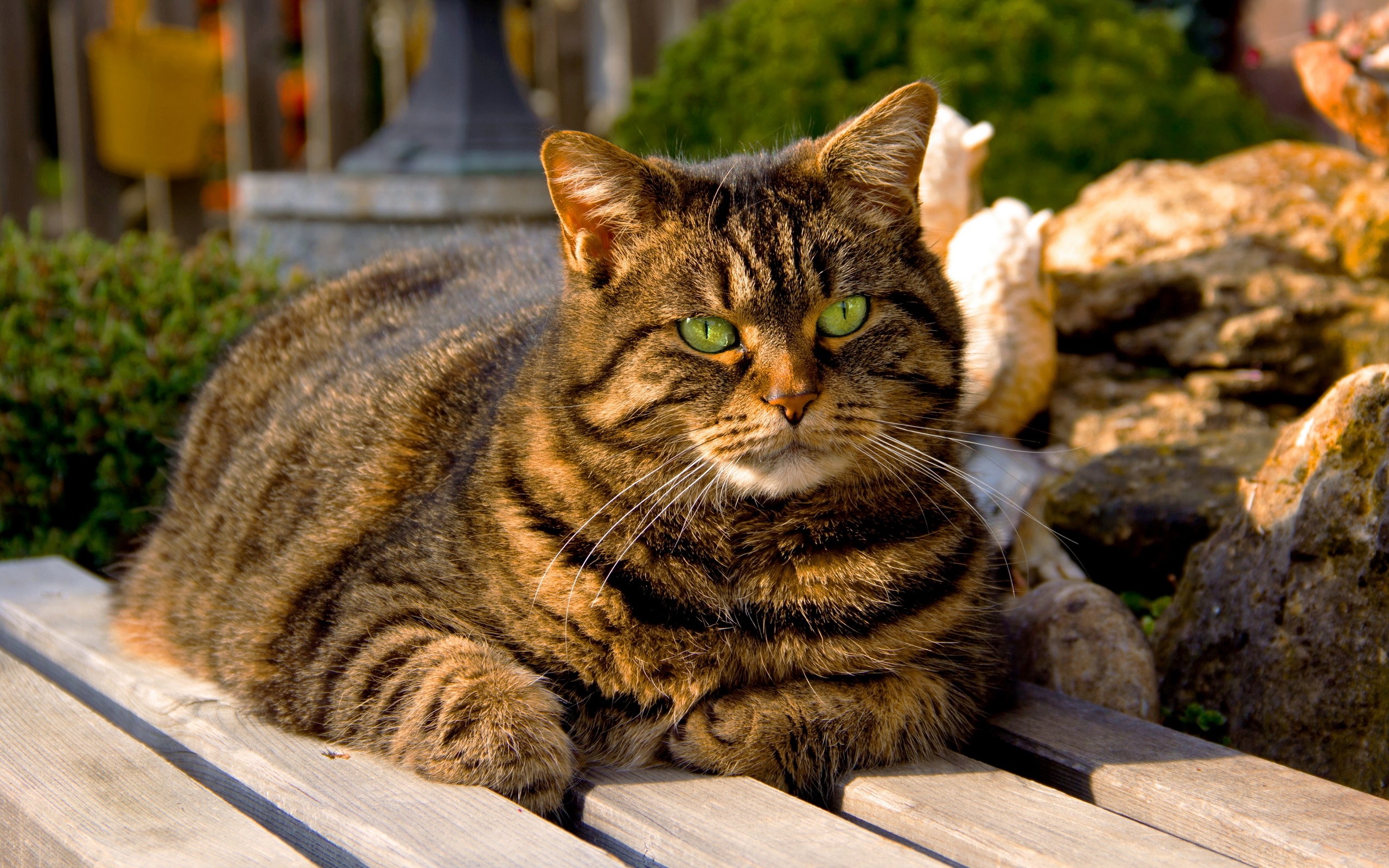 Tabby cat with green eyes lying on a wooden bench HD Wallpaper