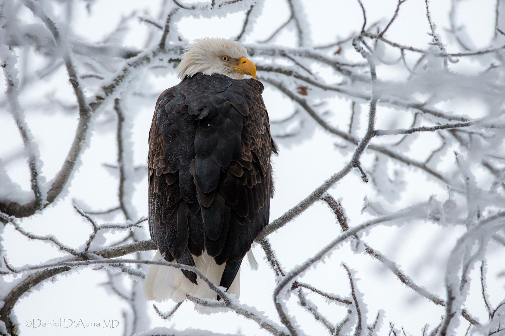 Bald eagle perched on snow-covered branches HD Wallpaper