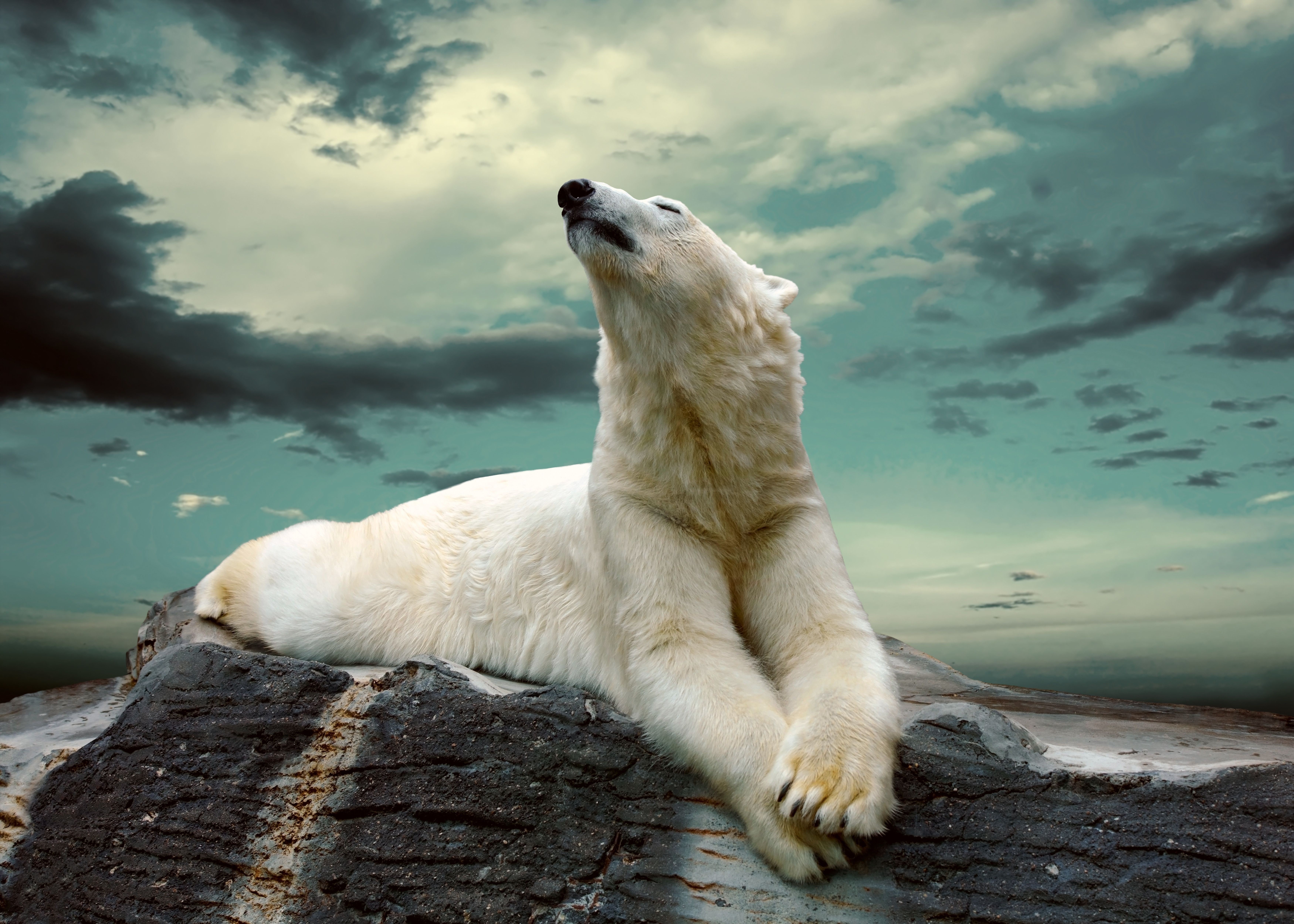 Polar bear lying on rocks under cloudy sky HD Wallpaper