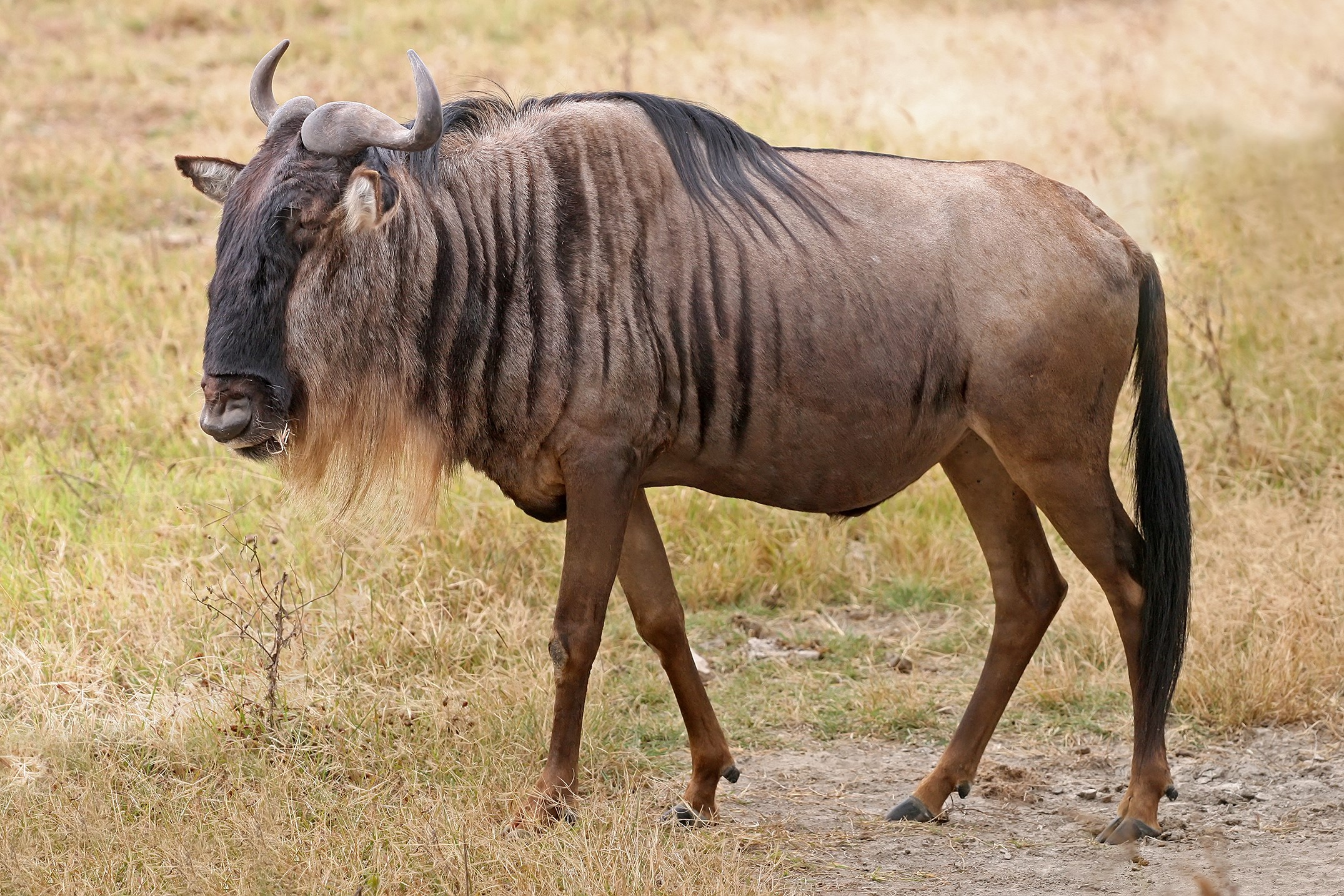 Wildebeest walking in a dry grassy field HD Wallpaper