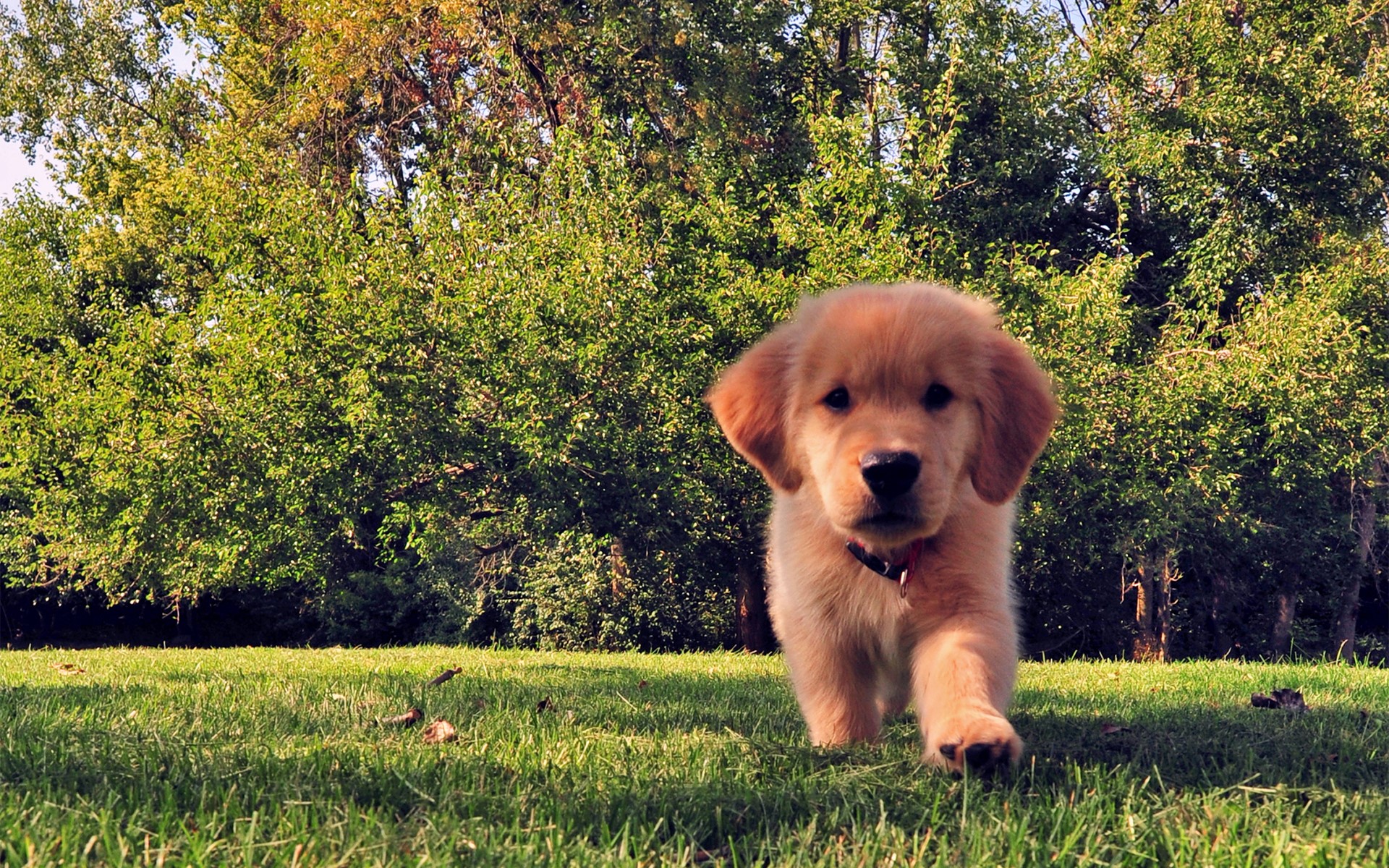 Golden Retriever puppy walking on grass HD Wallpaper