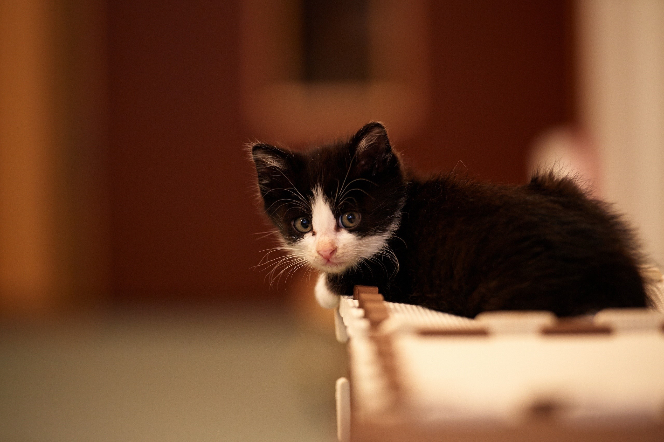 Black and white kitten looking over the edge HD Wallpaper