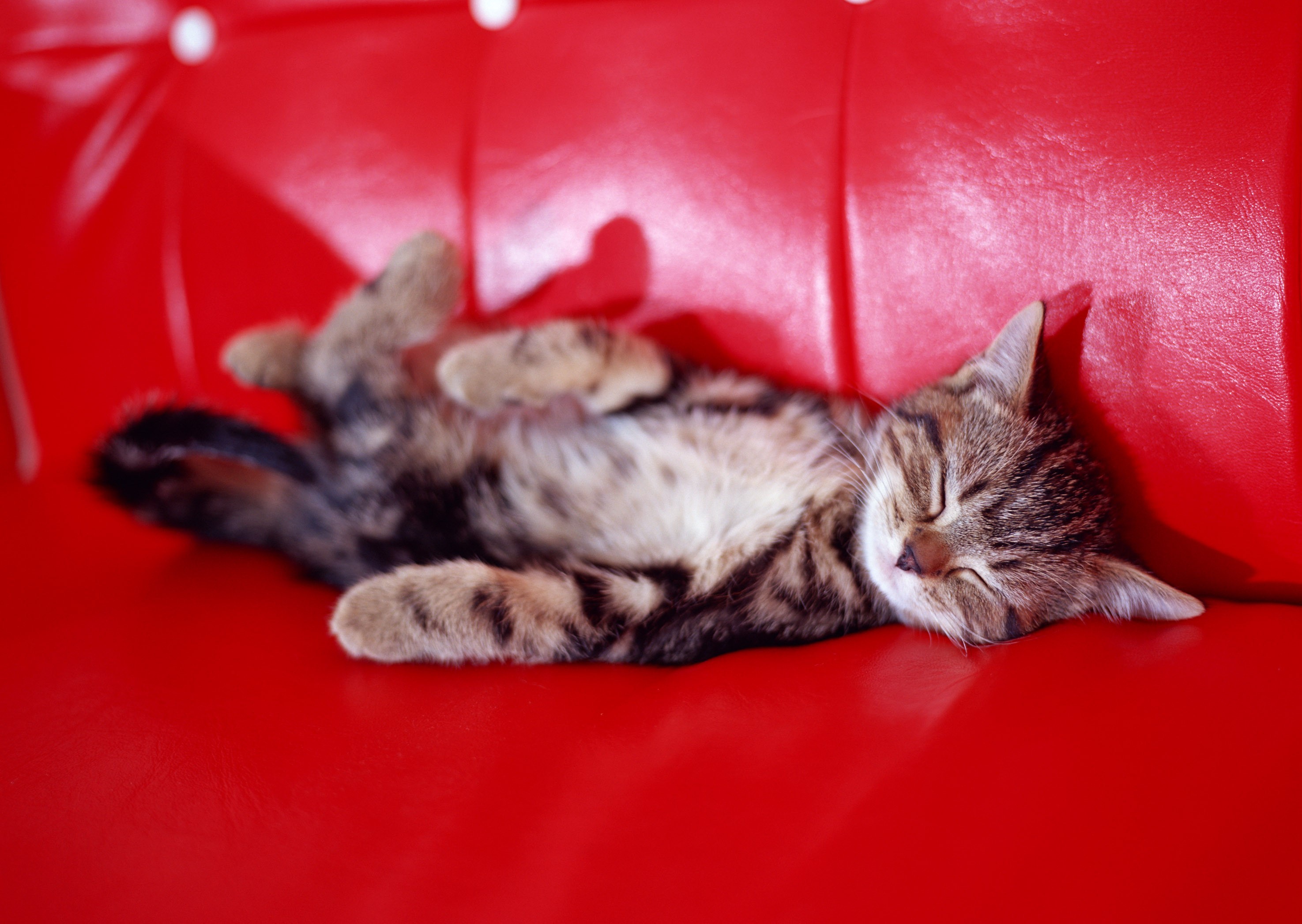 Tabby kitten sleeping on a red couch HD Wallpaper