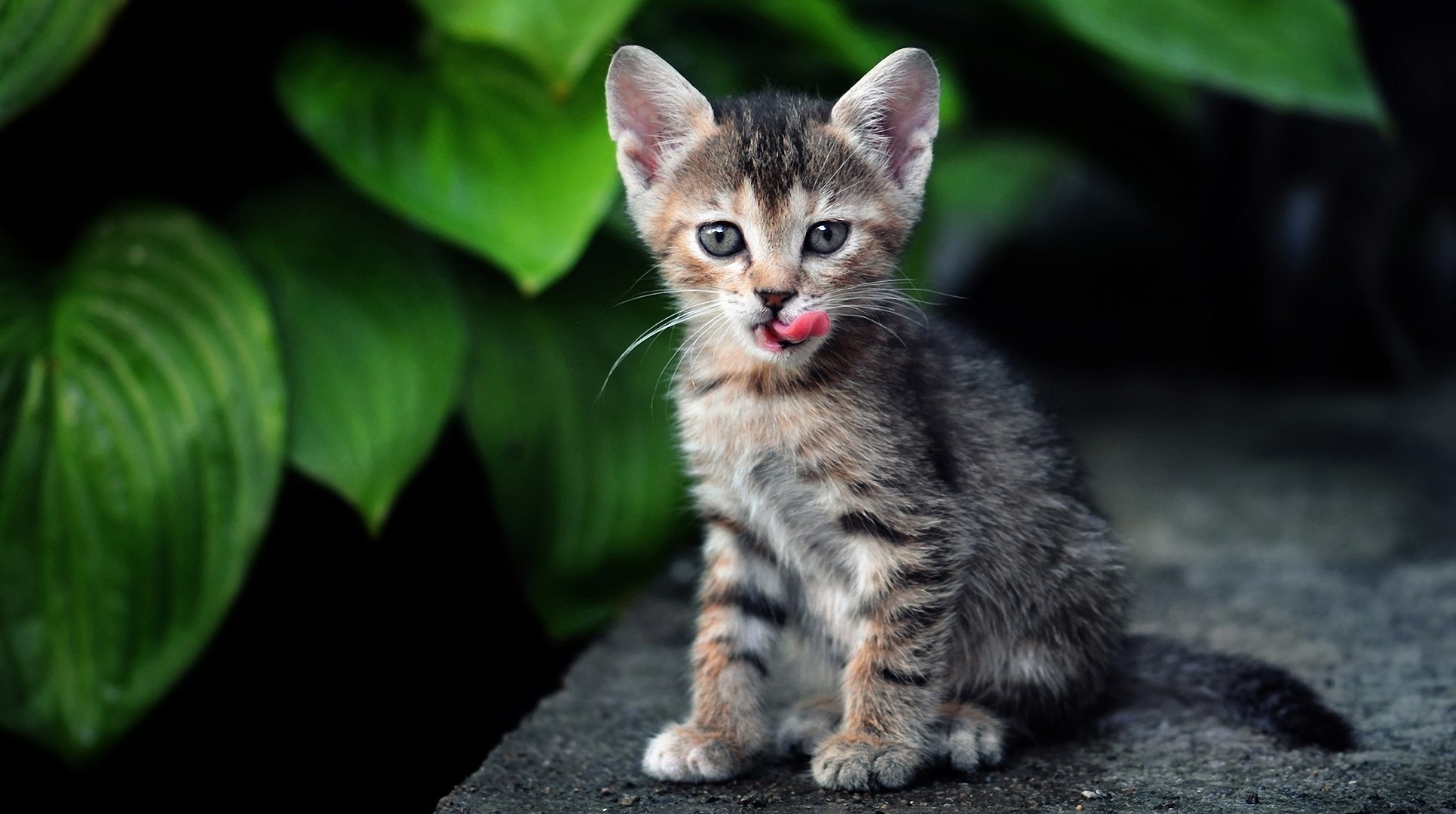 Kitten licking its nose with green leaves in background HD Wallpaper