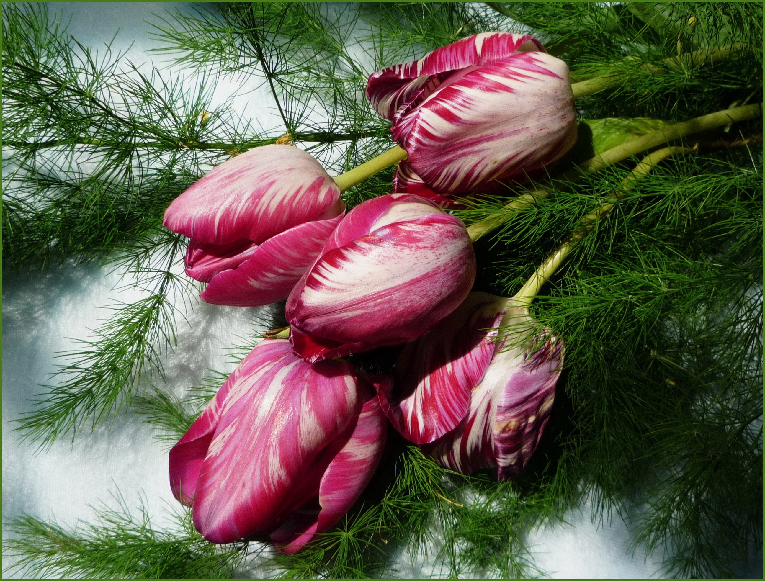 Variegated Tulips with Greenery HD Wallpaper