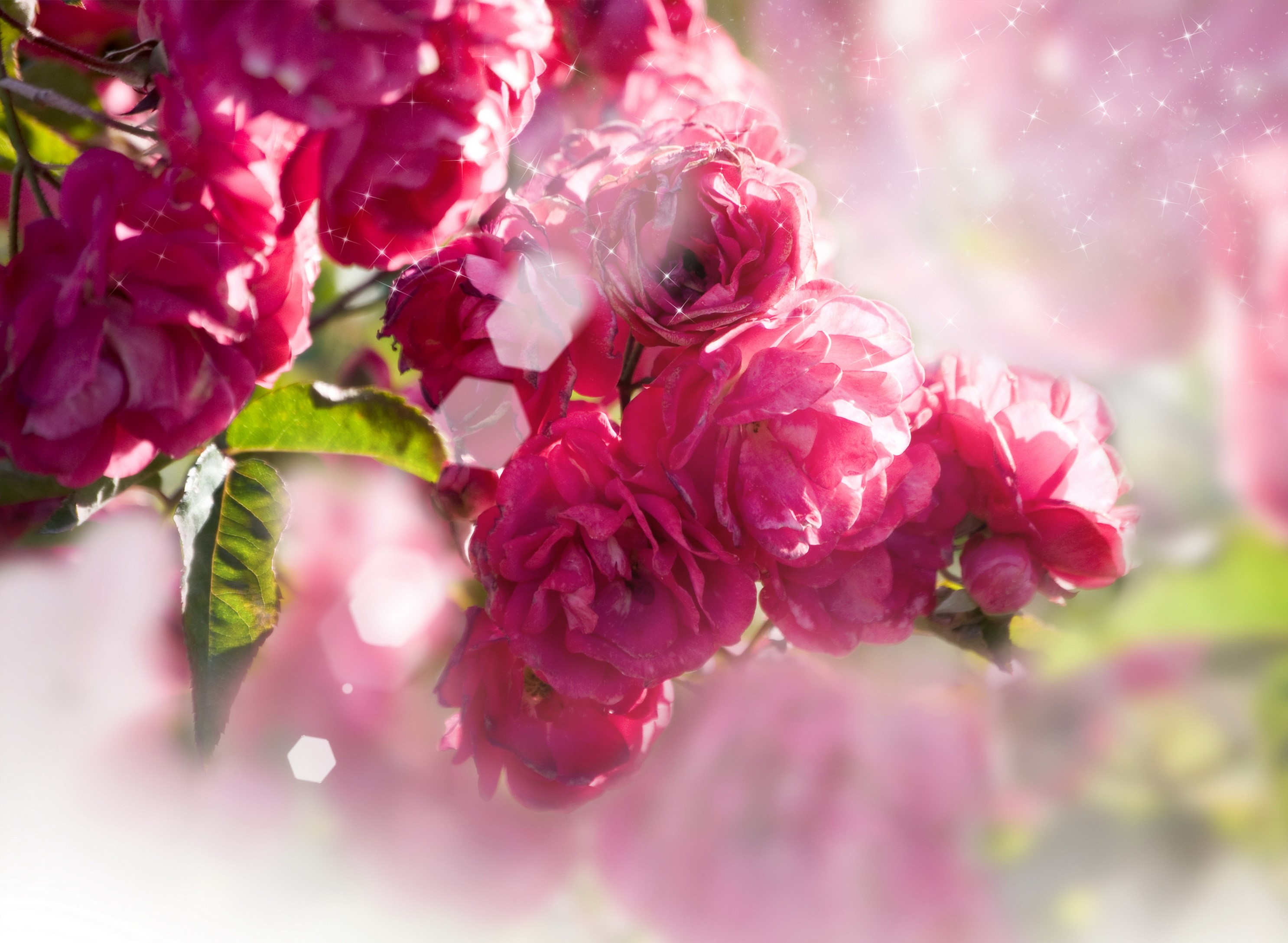 Pink Roses with Sparkling Light Effects HD Wallpaper