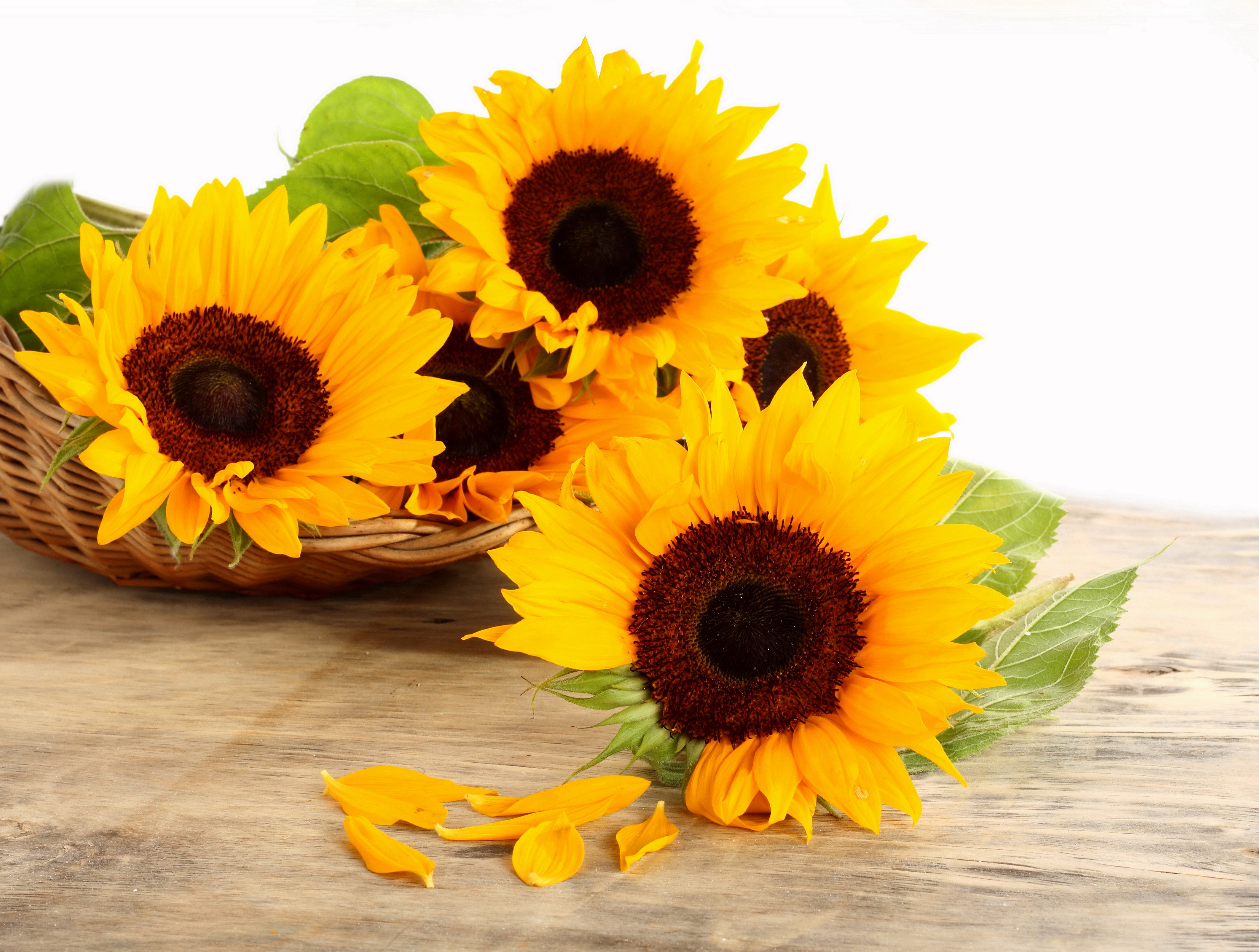 Sunflowers in a basket HD Wallpaper