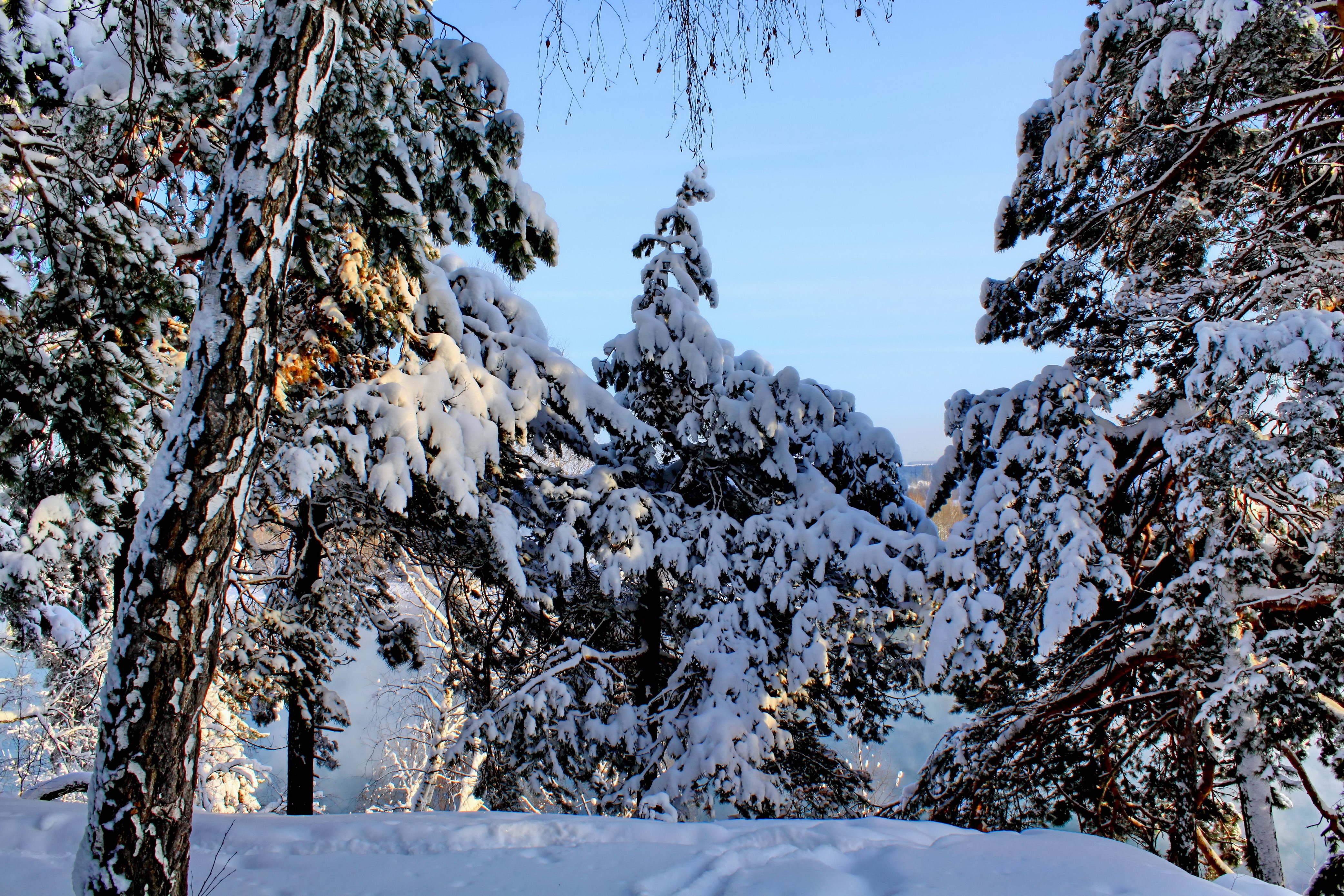 Snow-covered pine trees in a winter forest HD Wallpaper