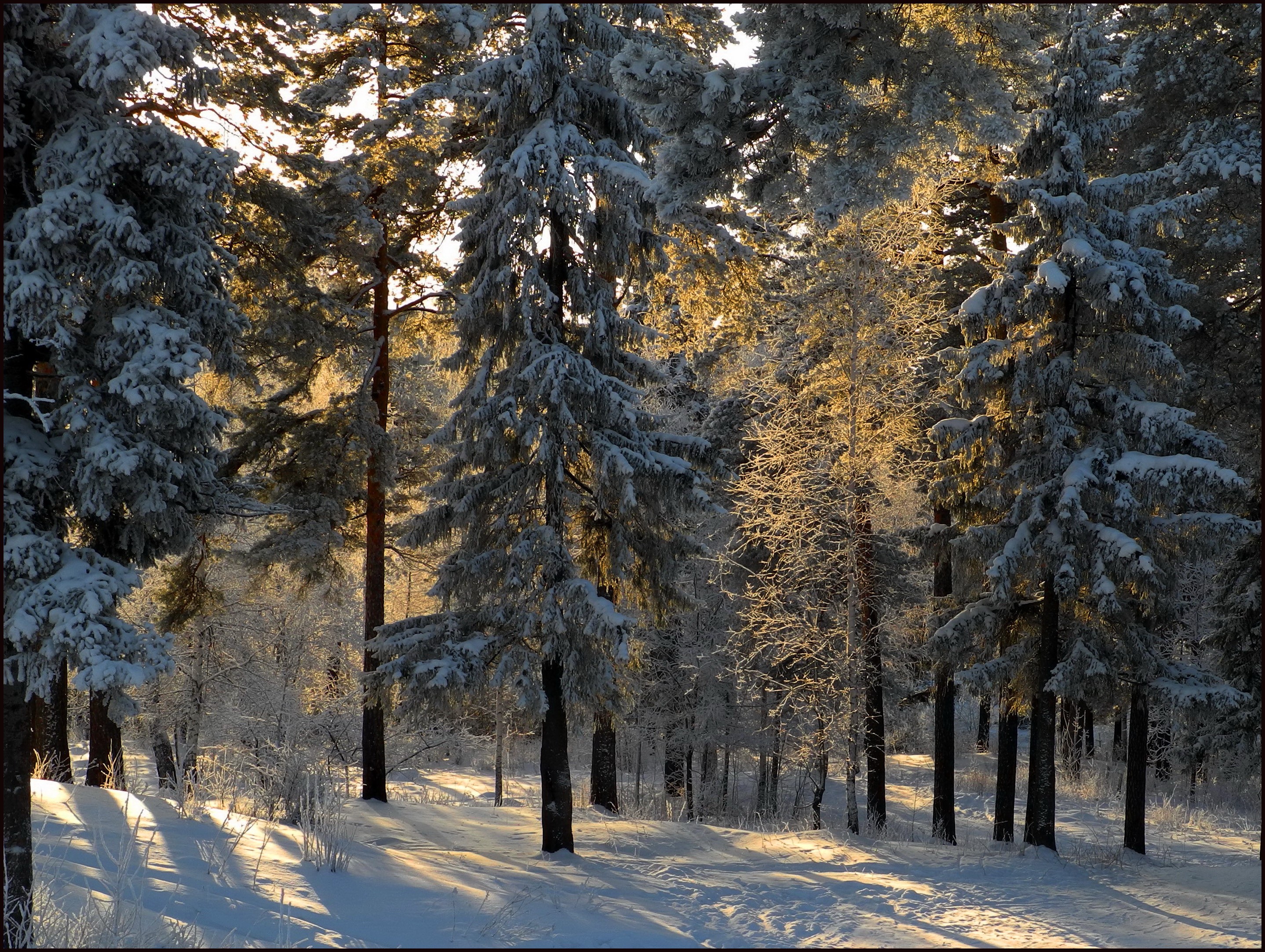 Snowy forest with sunlight filtering through trees HD Wallpaper