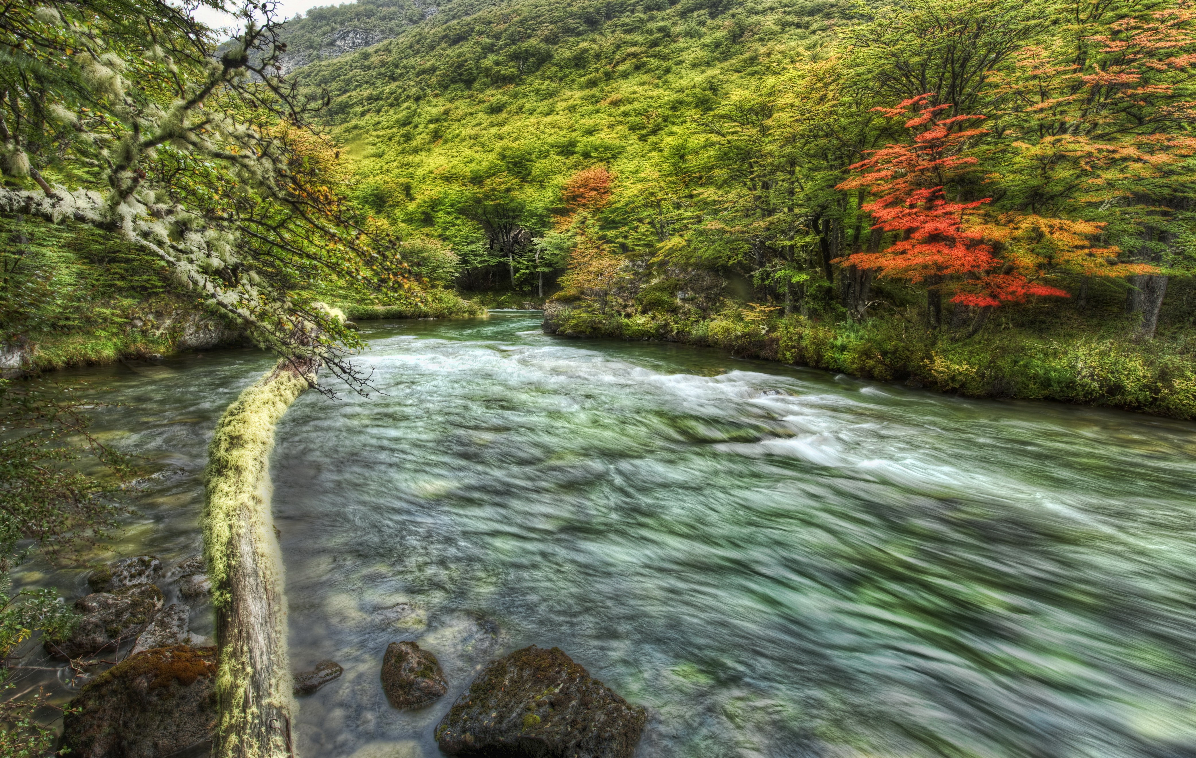 River flowing through a forest with autumn colors HD Wallpaper