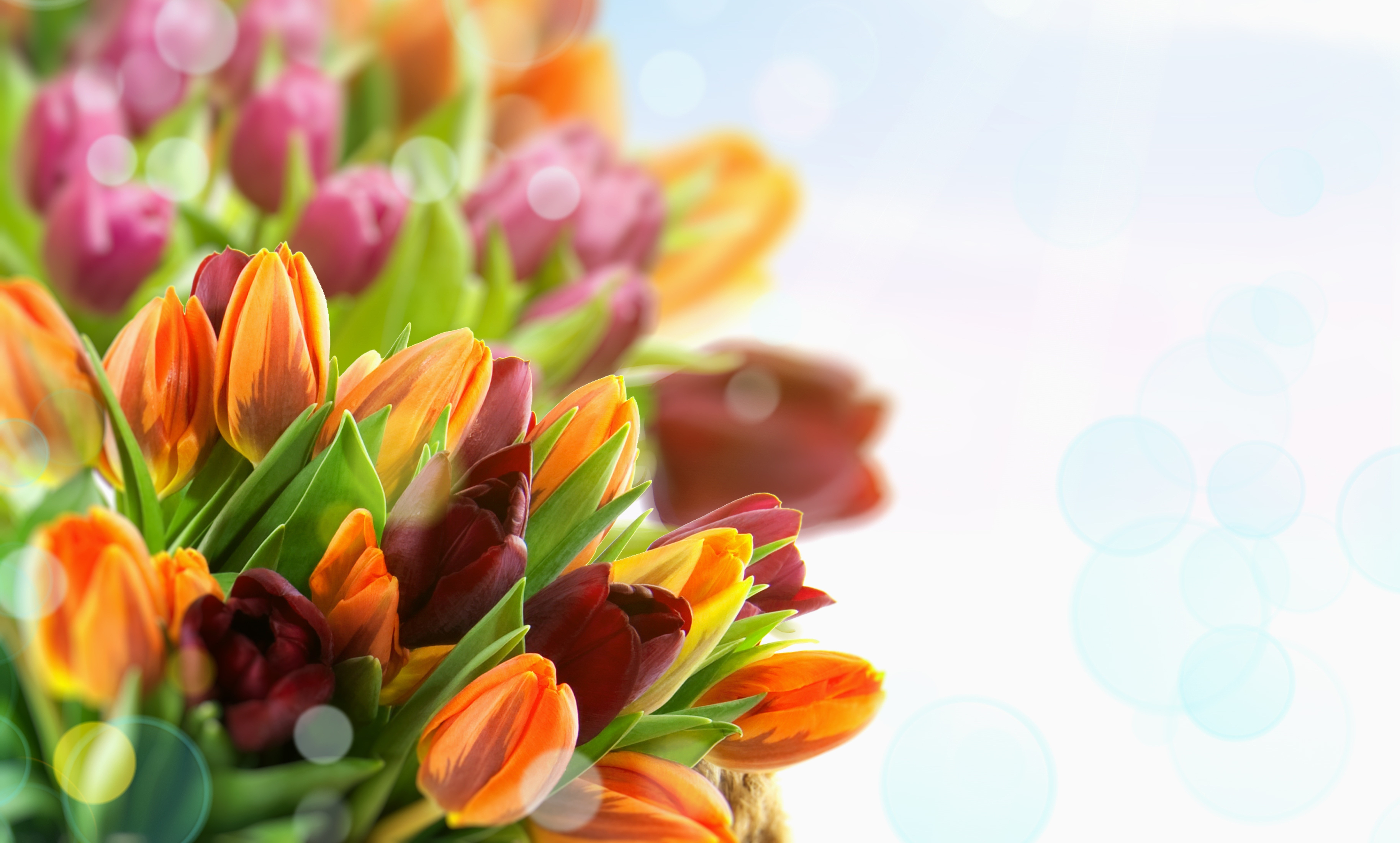 Bouquet of colorful tulips with bokeh background HD Wallpaper