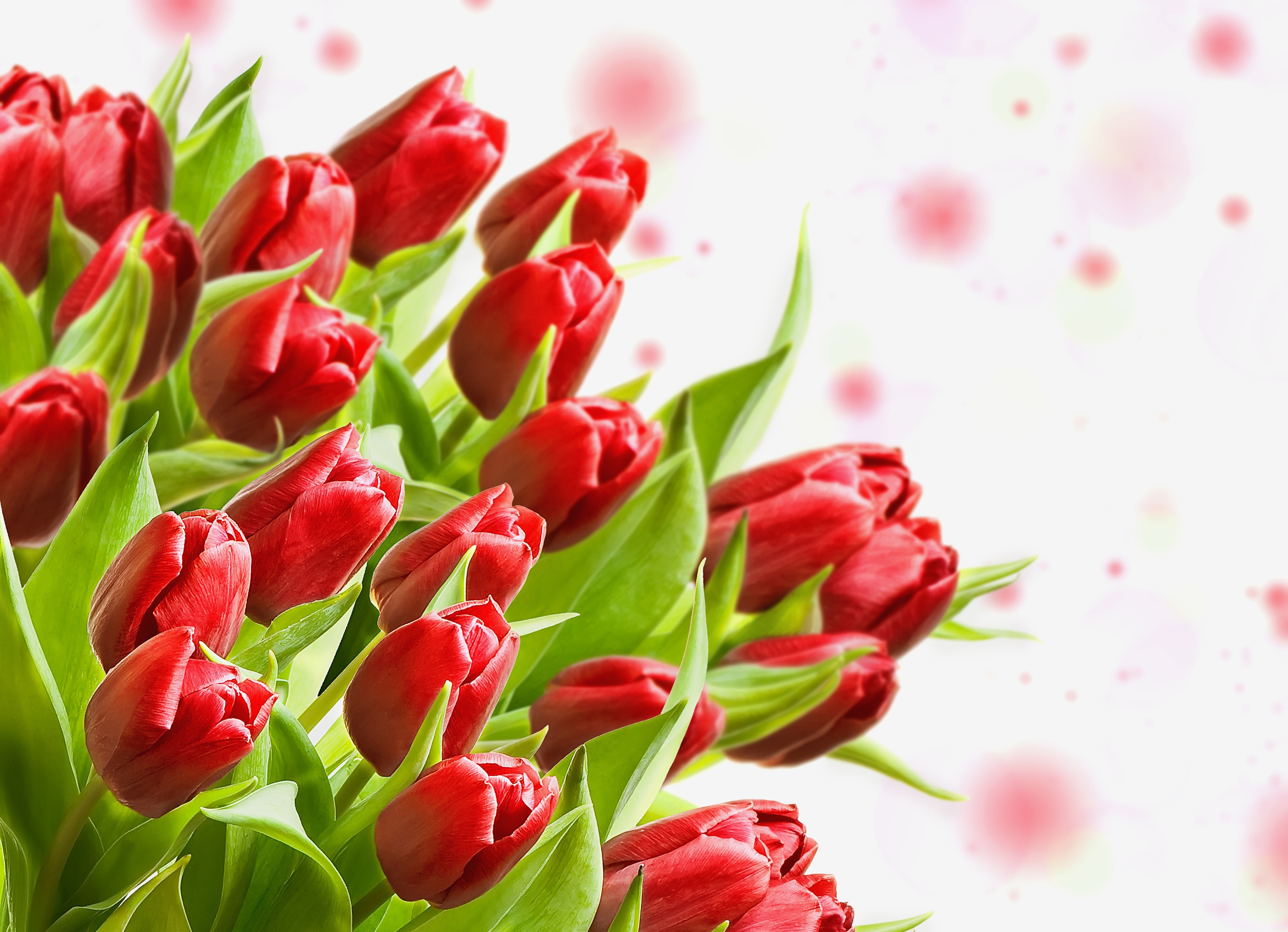 Red Tulips Flower-bud 4K HD Wallpaper