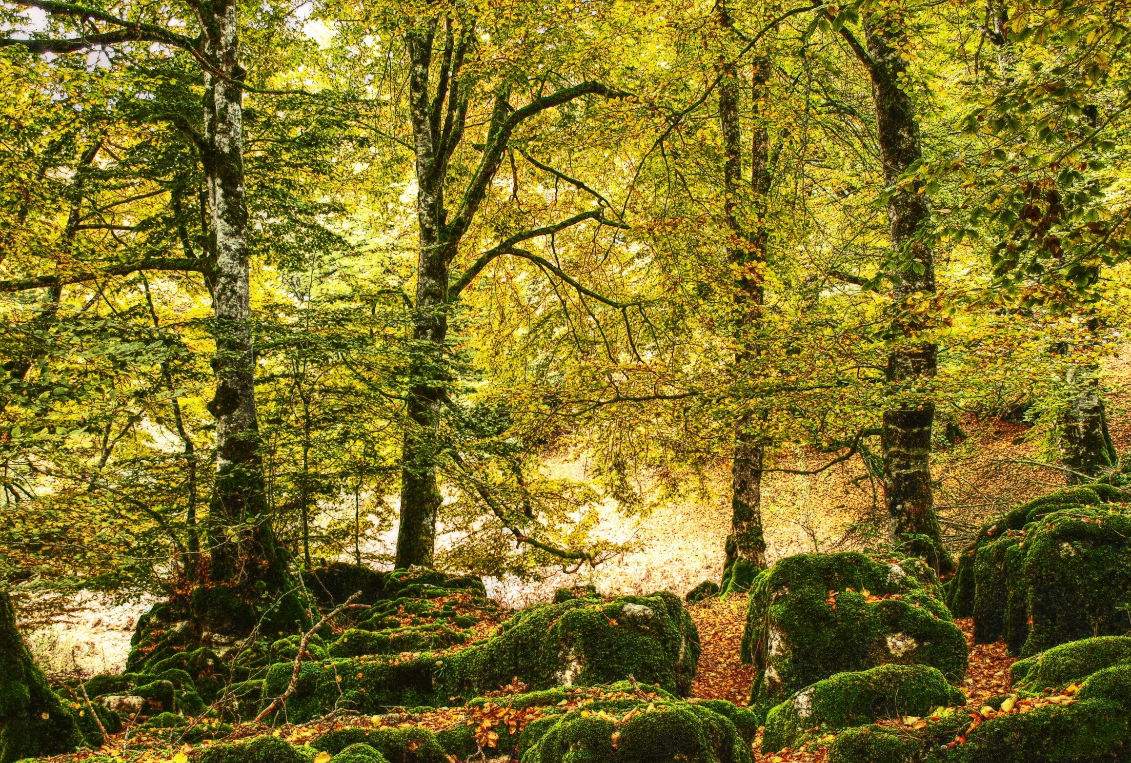 Mossy rocks and trees in an autumn forest HD Wallpaper