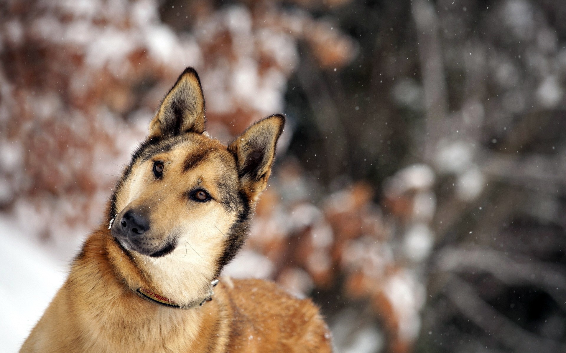 Dog with alert ears in snowy forest HD Wallpaper