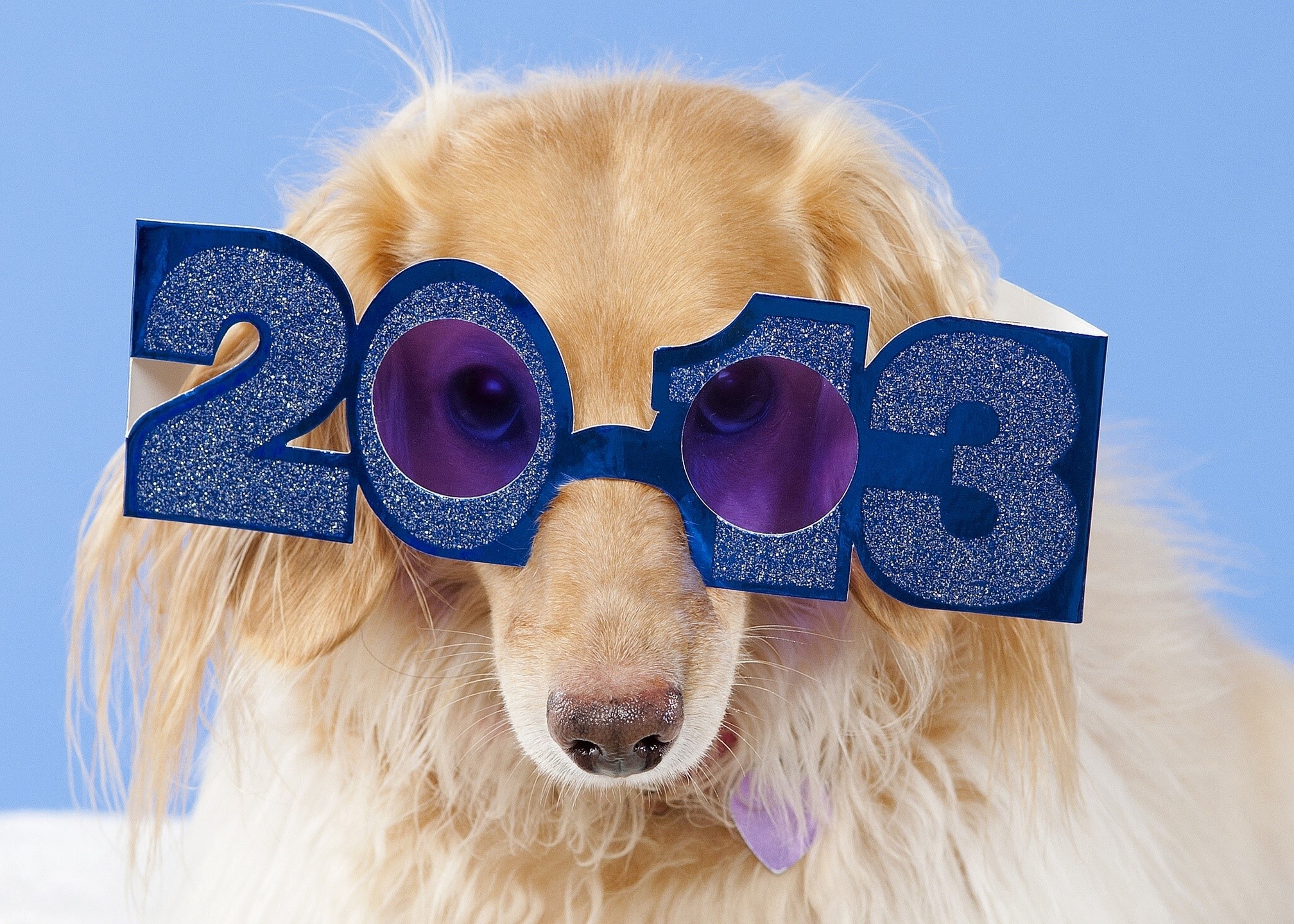 Dachshund wearing 2013 glasses HD Wallpaper