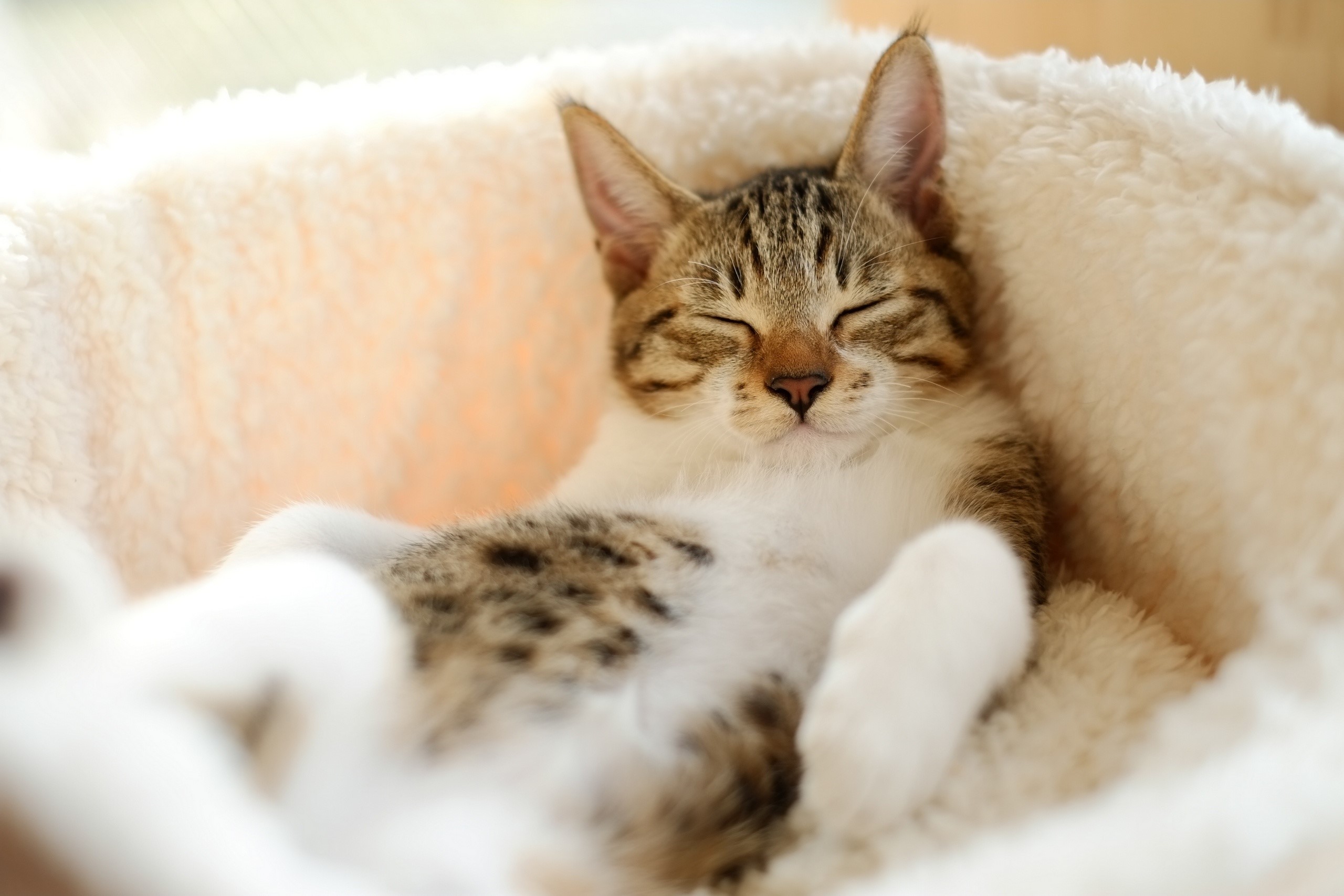 A tabby cat sleeping comfortably in a fluffy bed HD Wallpaper