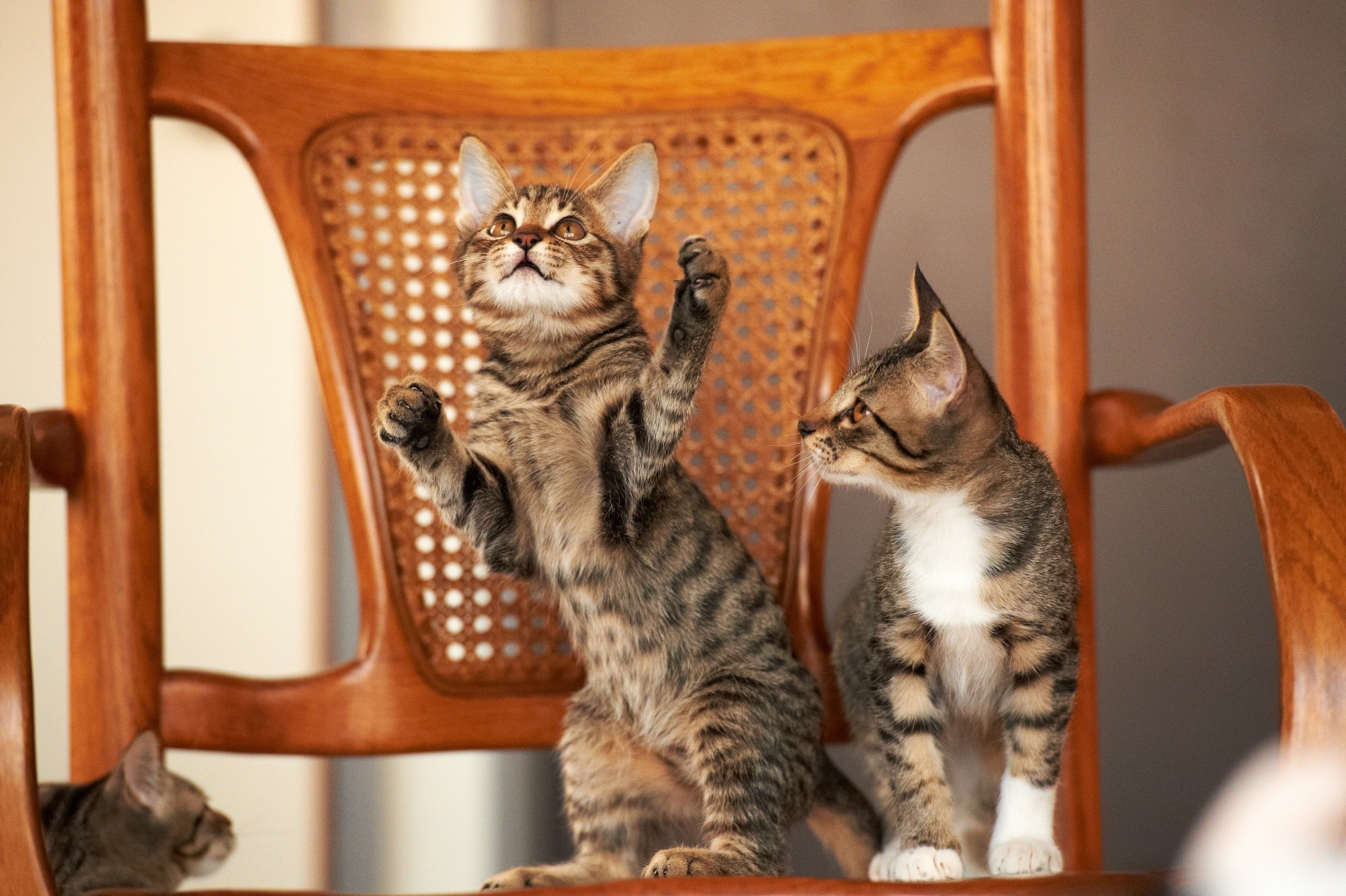Three kittens on a wooden chair HD Wallpaper