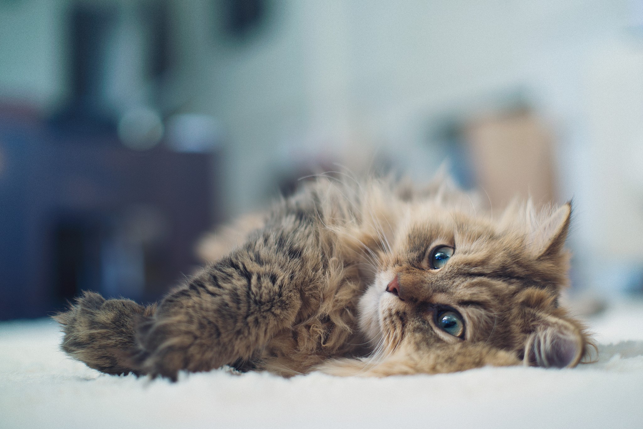 Fluffy cat lying on its side HD Wallpaper