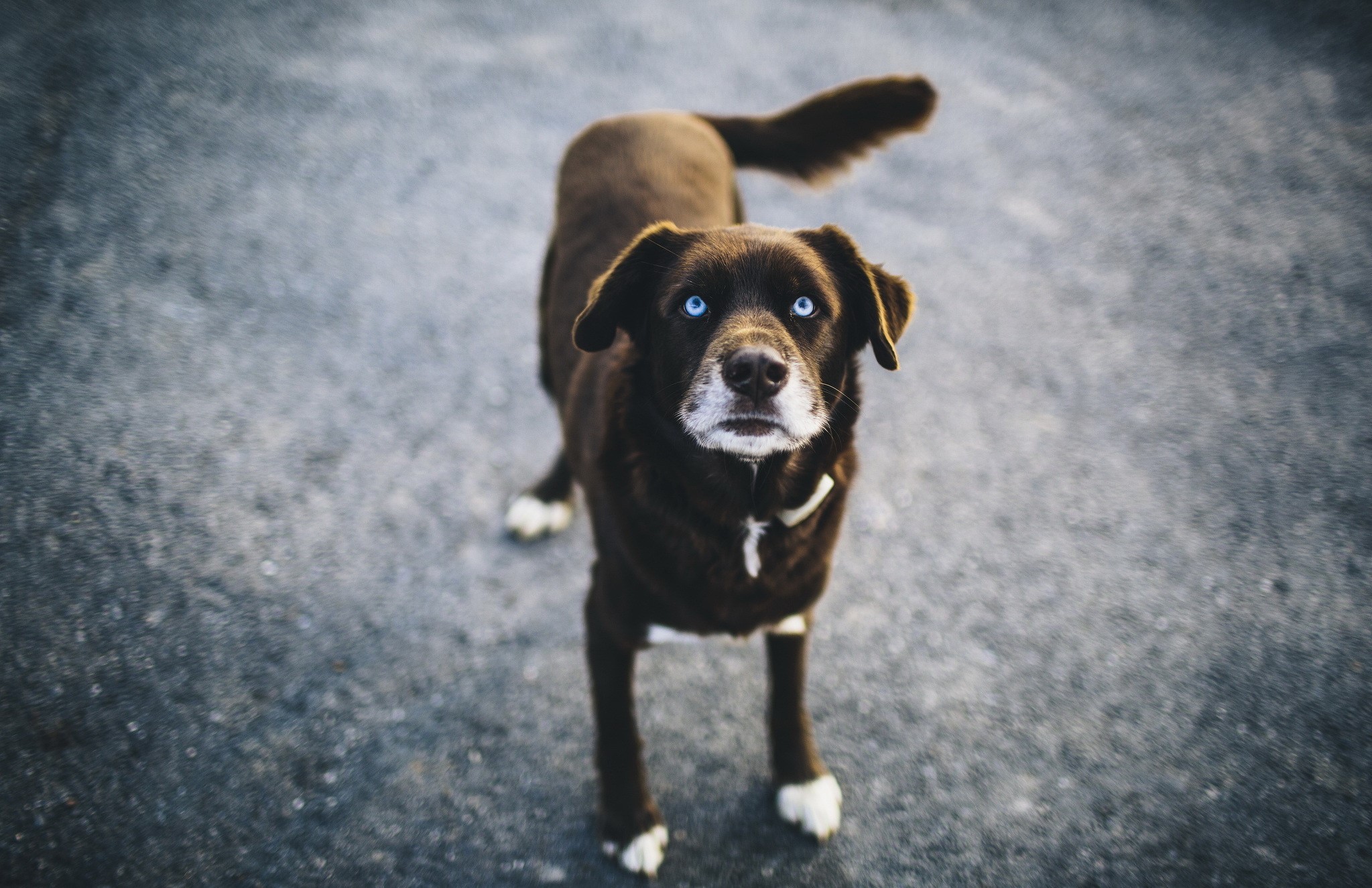 Brown dog with blue eyes looking up HD Wallpaper