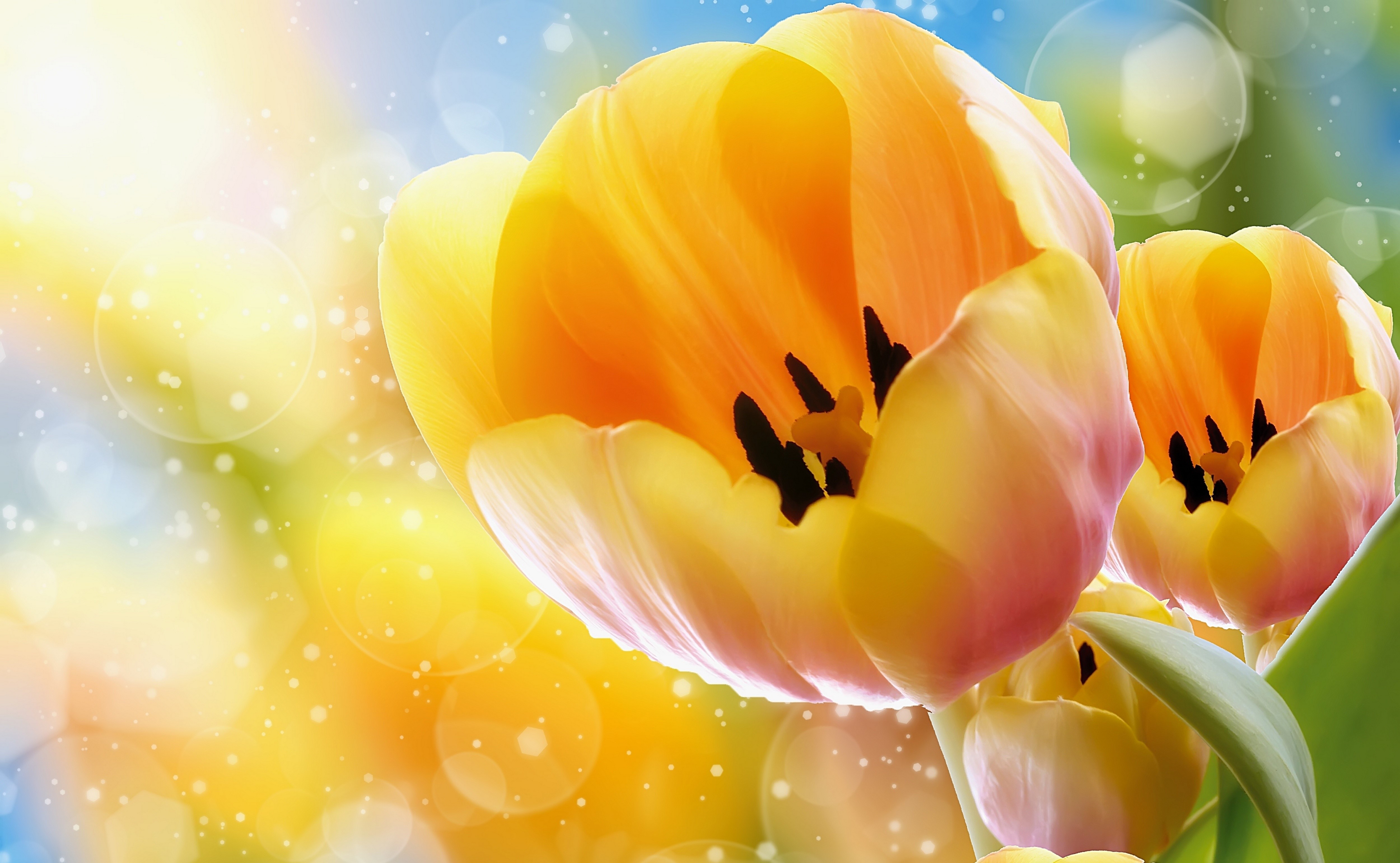 Yellow Tulips with Bokeh Effect HD Wallpaper