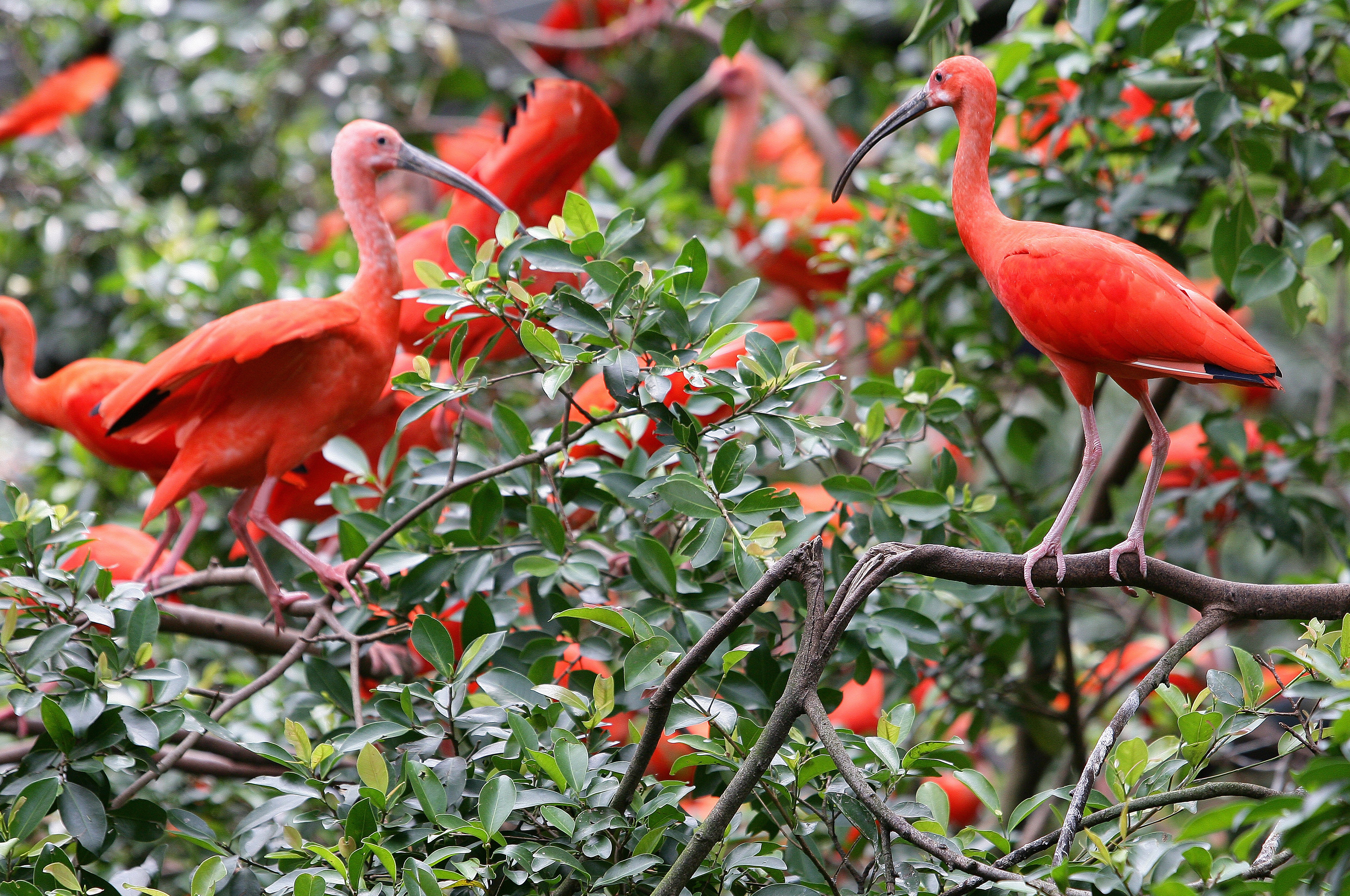 Scarlet Ibis birds perched on branches HD Wallpaper
