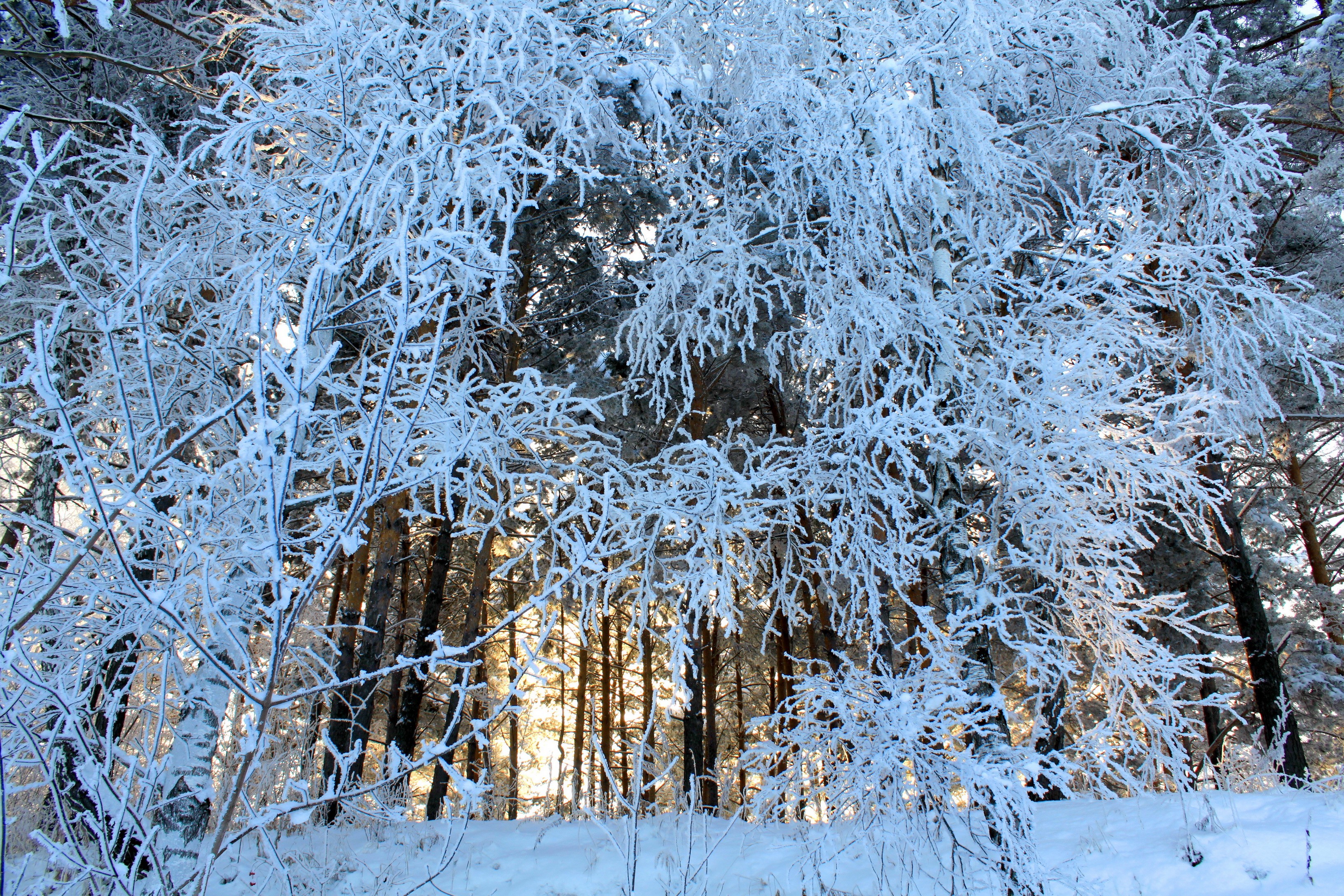 Snow-covered branches in a sunlit forest HD Wallpaper