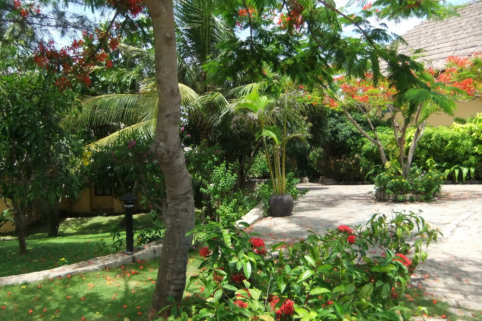 Tropical garden with blooming trees and paved walkway HD Wallpaper