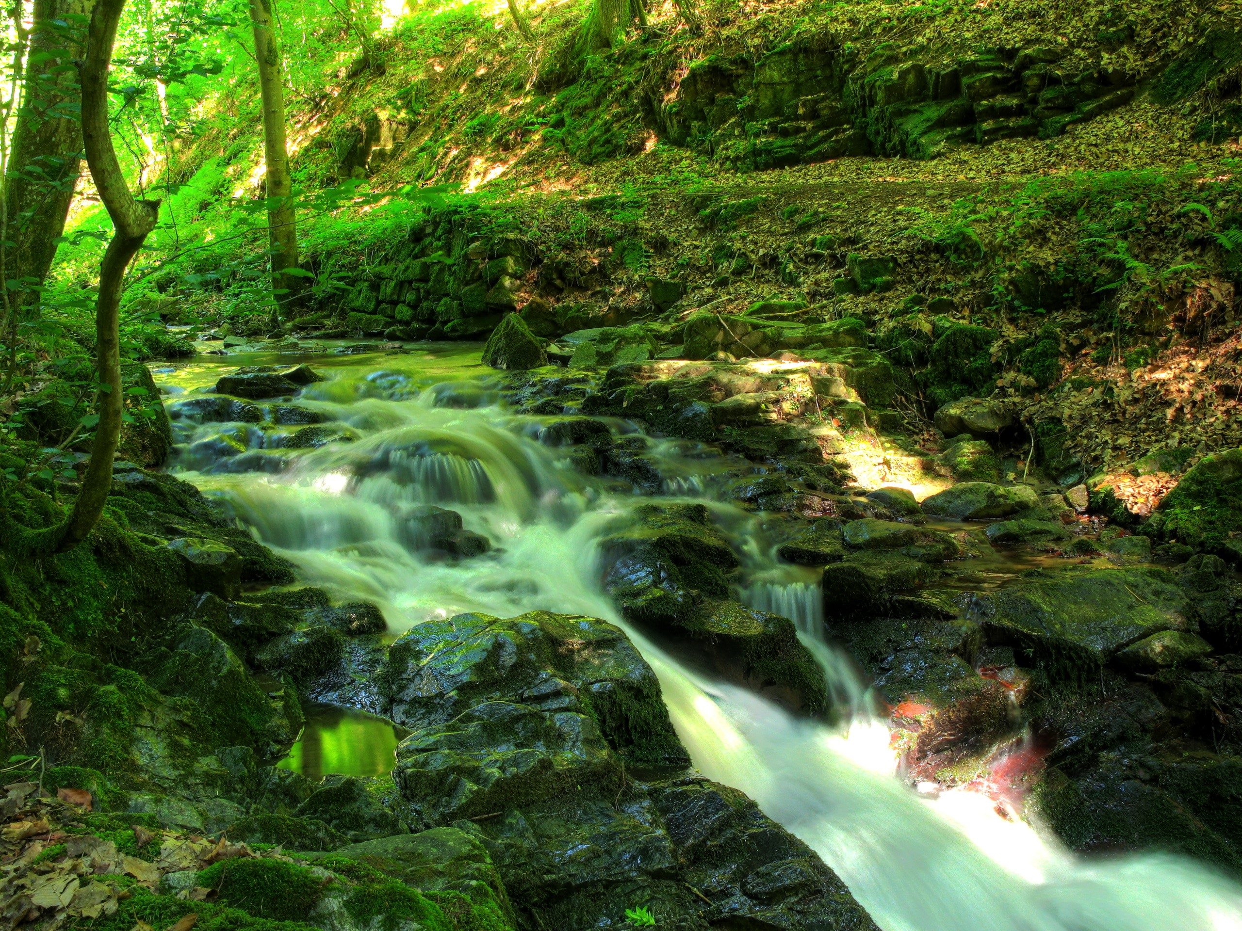 Mossy rocks and a stream in a green forest HD Wallpaper