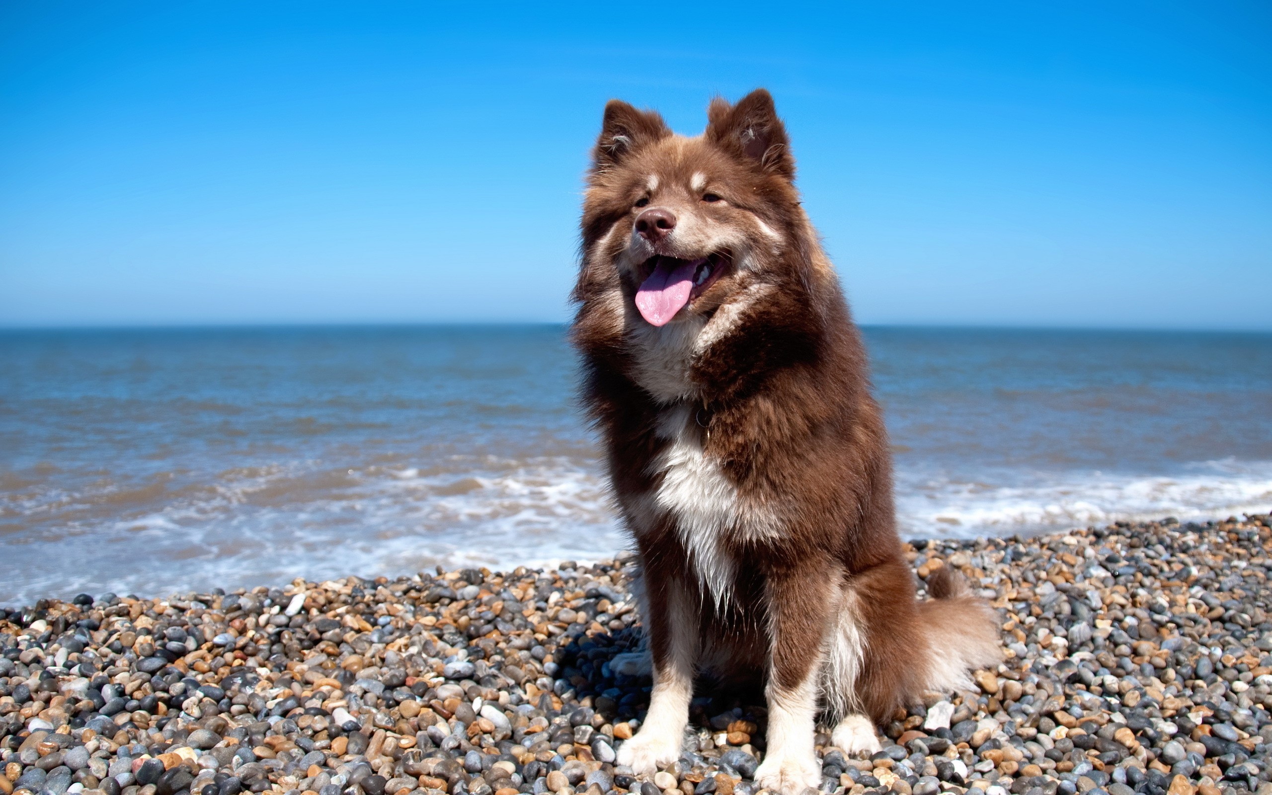 Brown dog sitting on a pebble beach by the sea HD Wallpaper