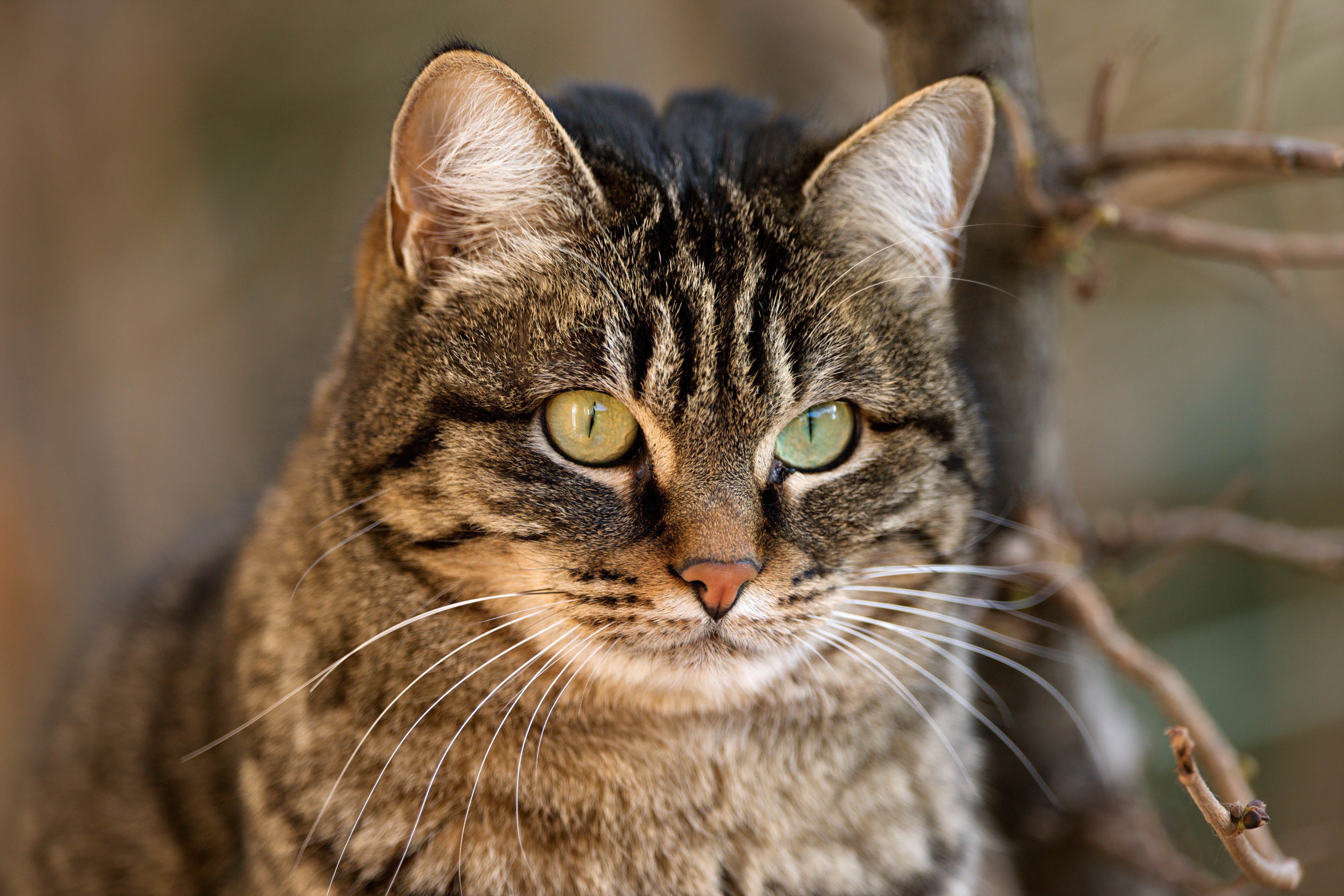 Close-up of a tabby cat's face HD Wallpaper