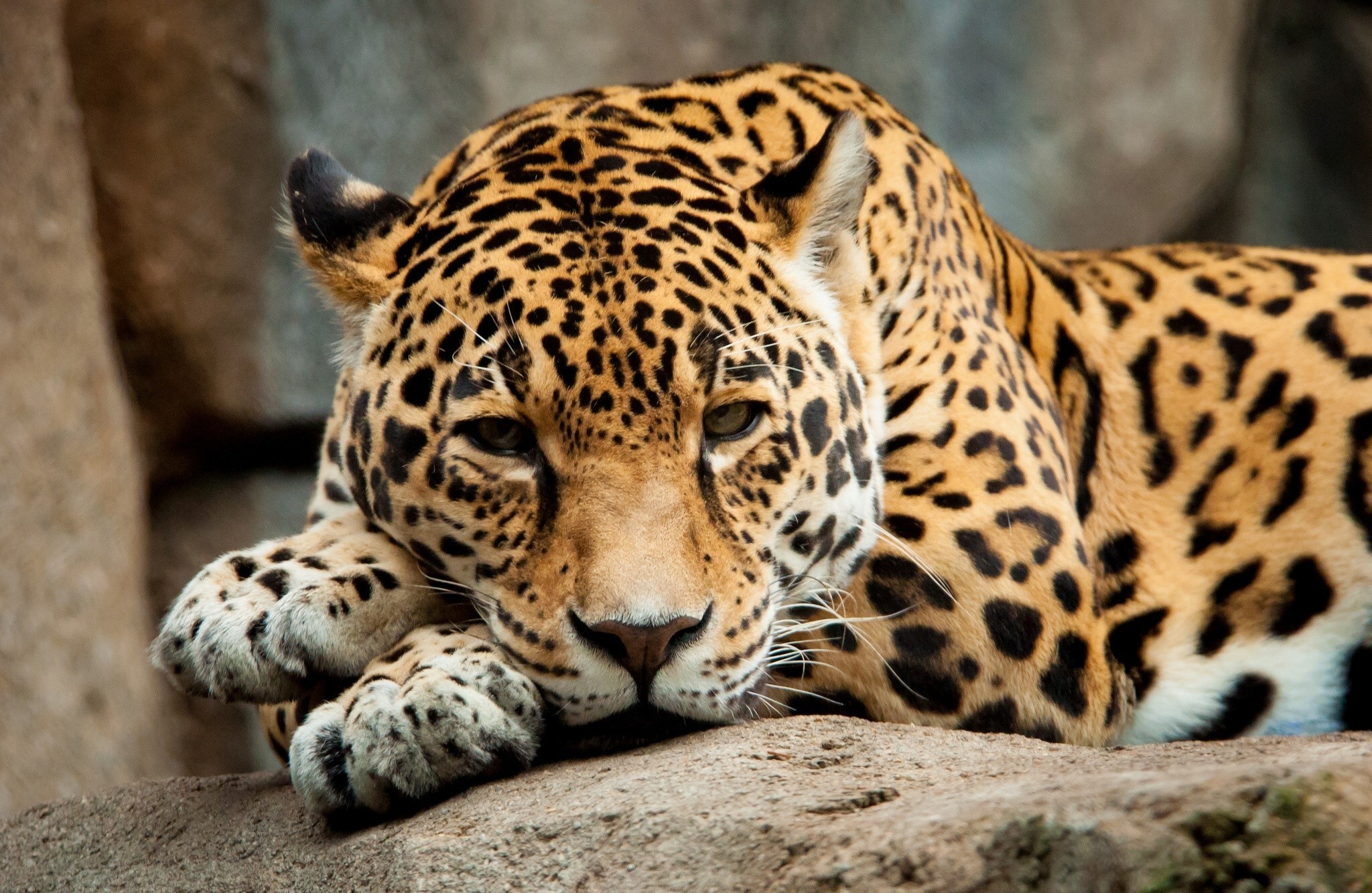 Jaguar resting on a rock HD Wallpaper
