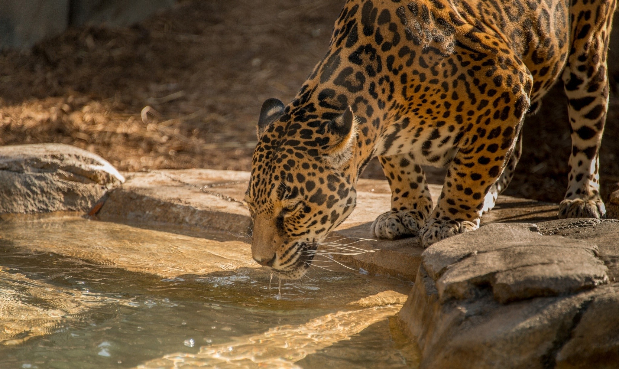 Jaguar drinking water from a pool HD Wallpaper