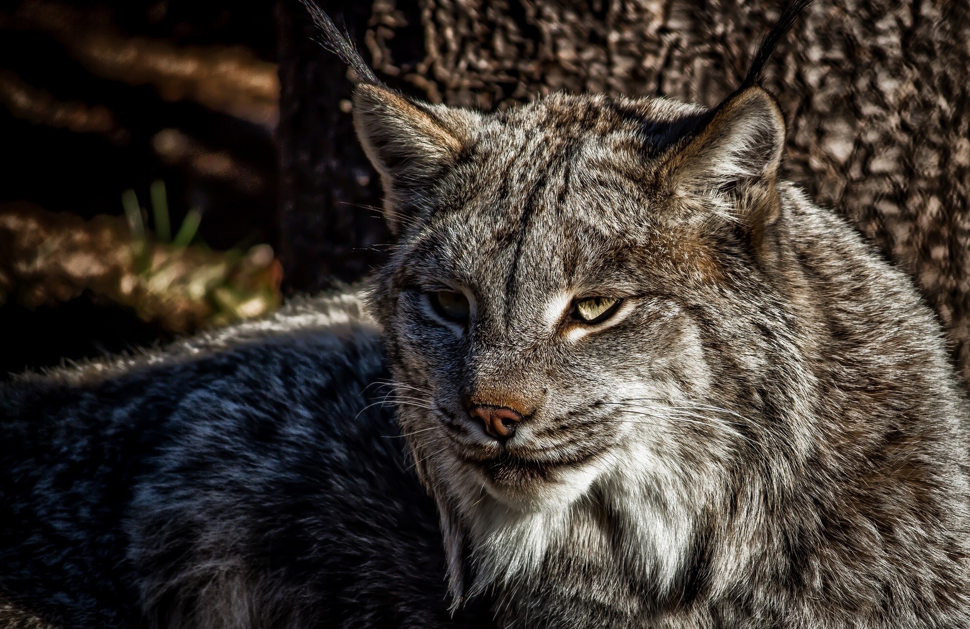 Close-up of a Canadian Lynx's face HD Wallpaper
