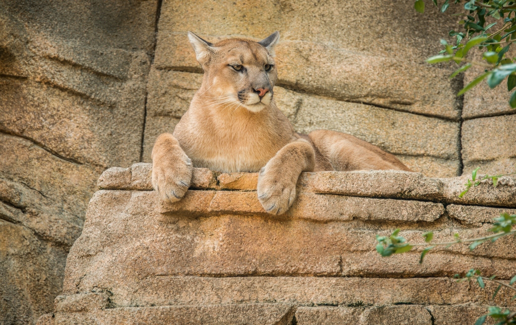 A puma rests on rocks with foliage in the background HD Wallpaper