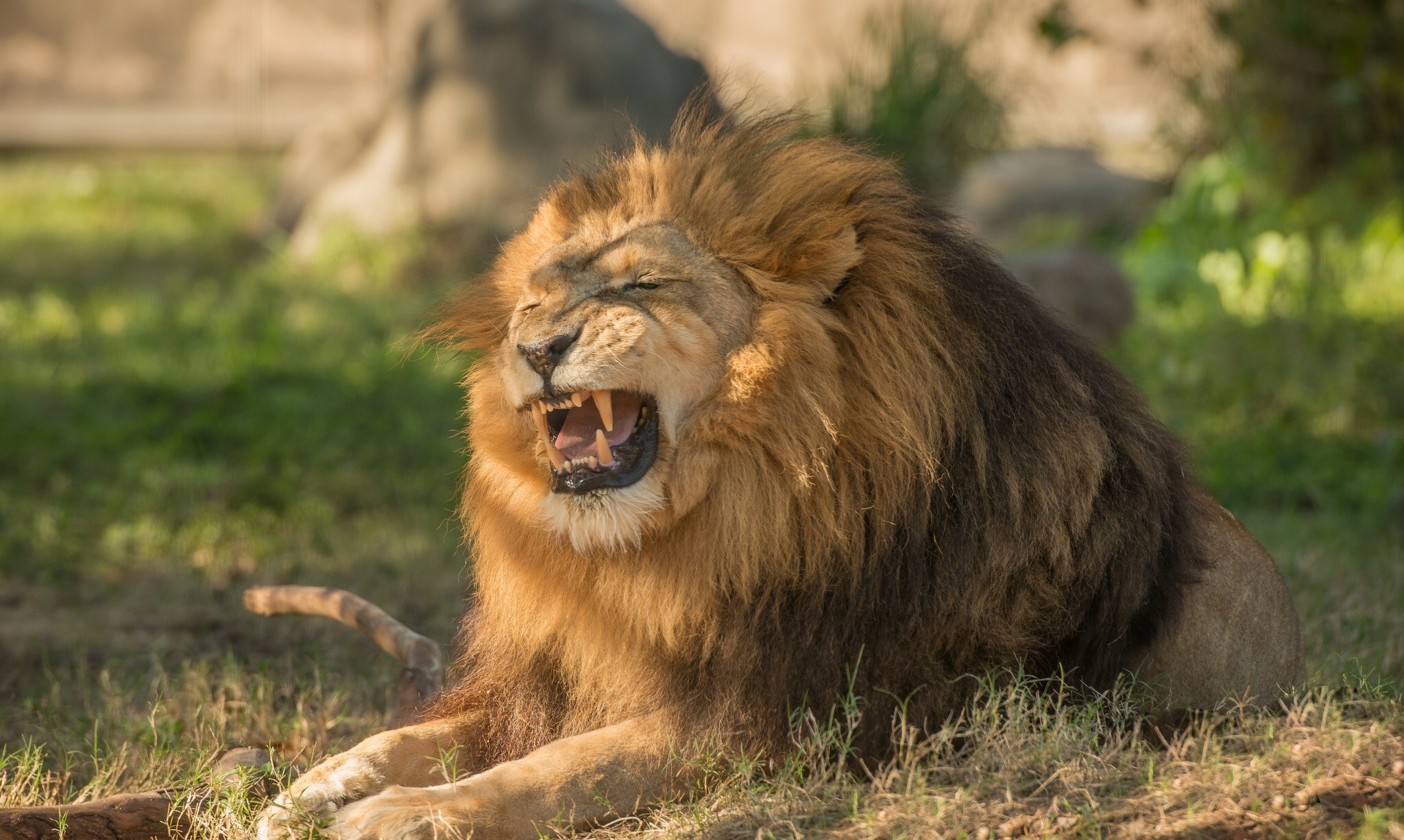 Lion roaring with mouth open showing teeth HD Wallpaper
