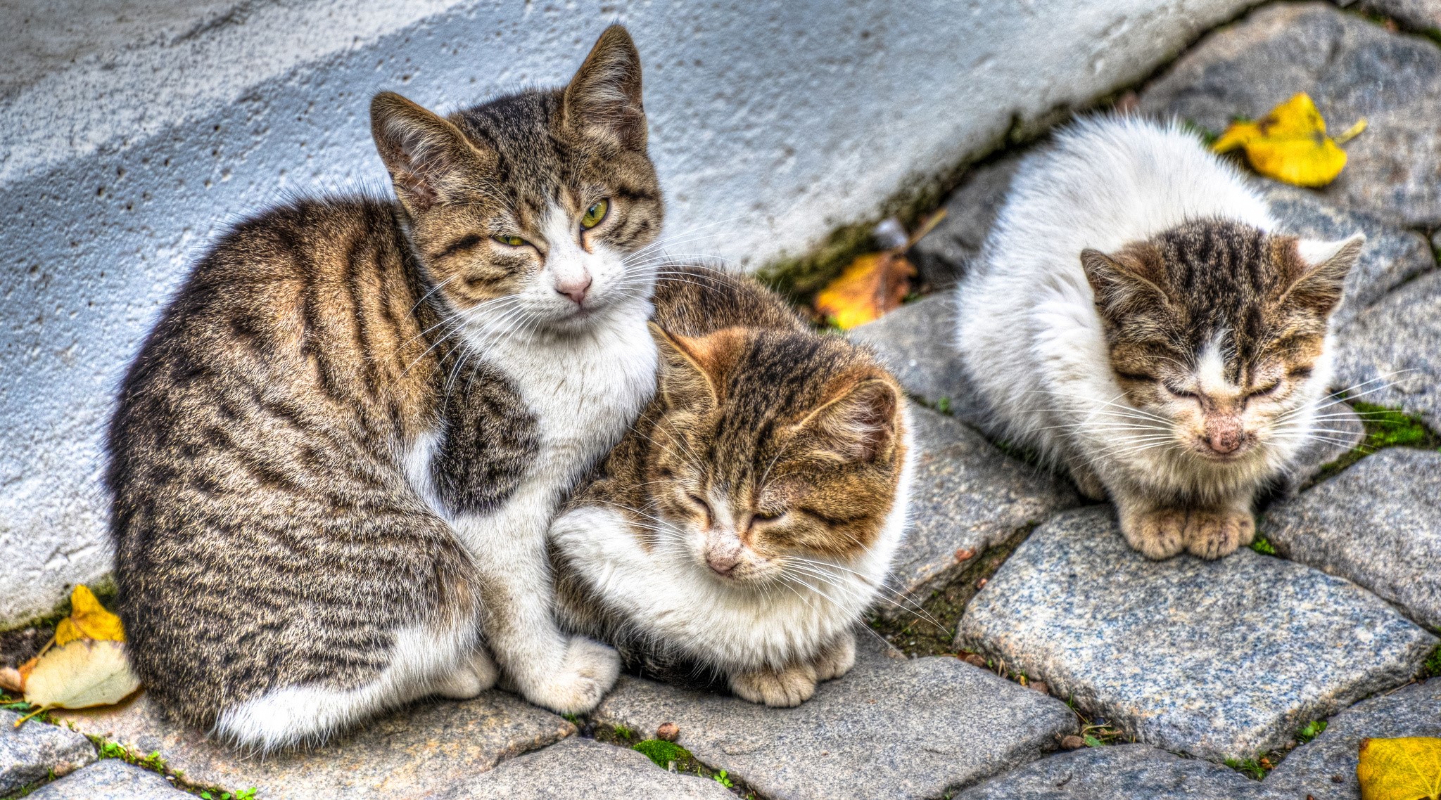 Three cats resting on cobblestones HD Wallpaper