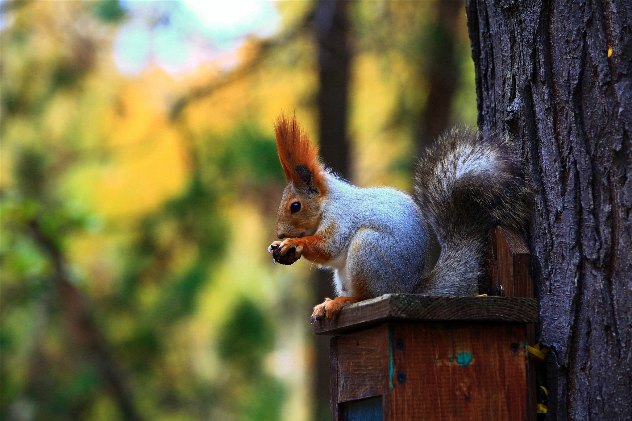 Squirrel eating nut on a birdhouse attached to a tree HD Wallpaper