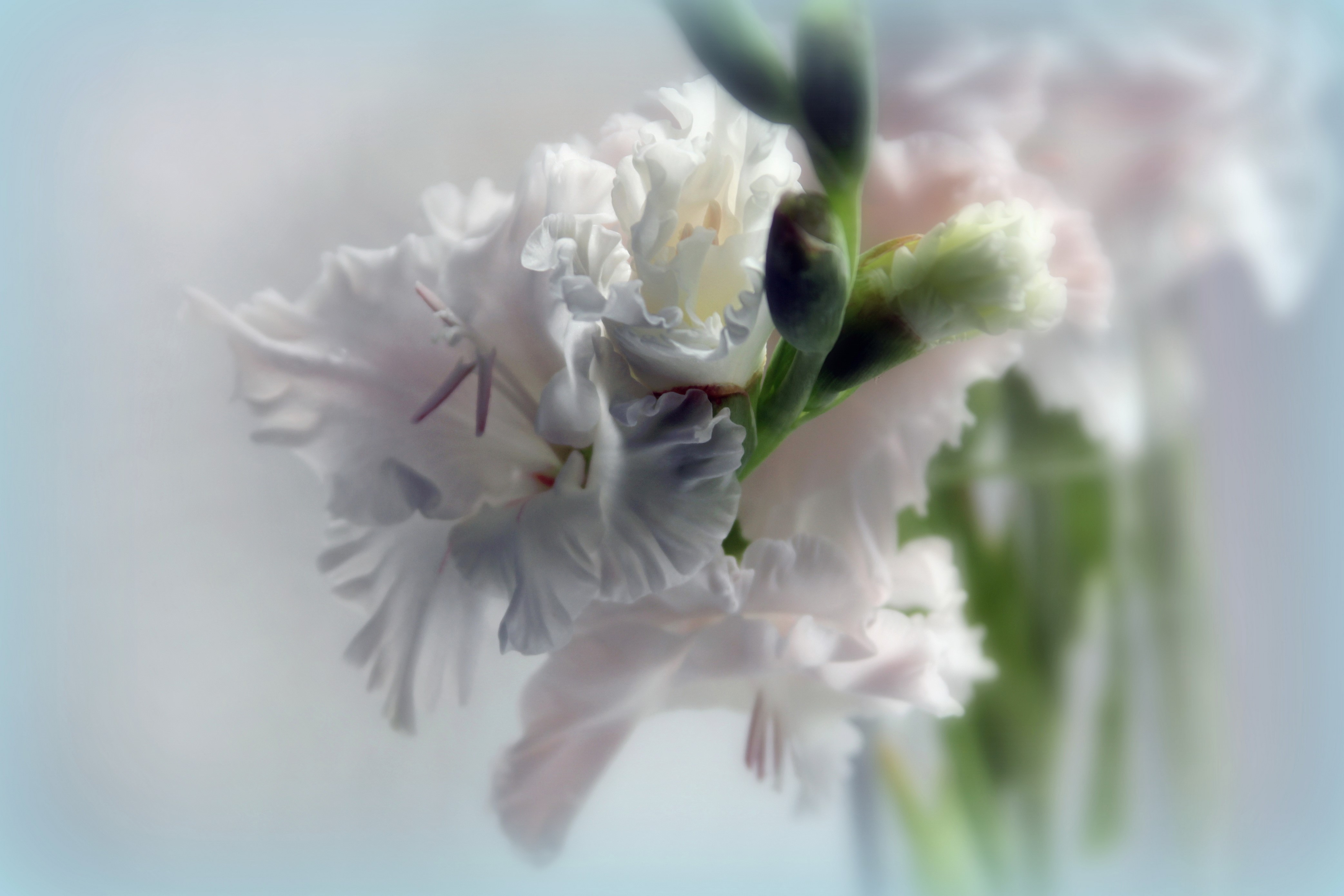 White Gladioluses in 4K HD Wallpaper