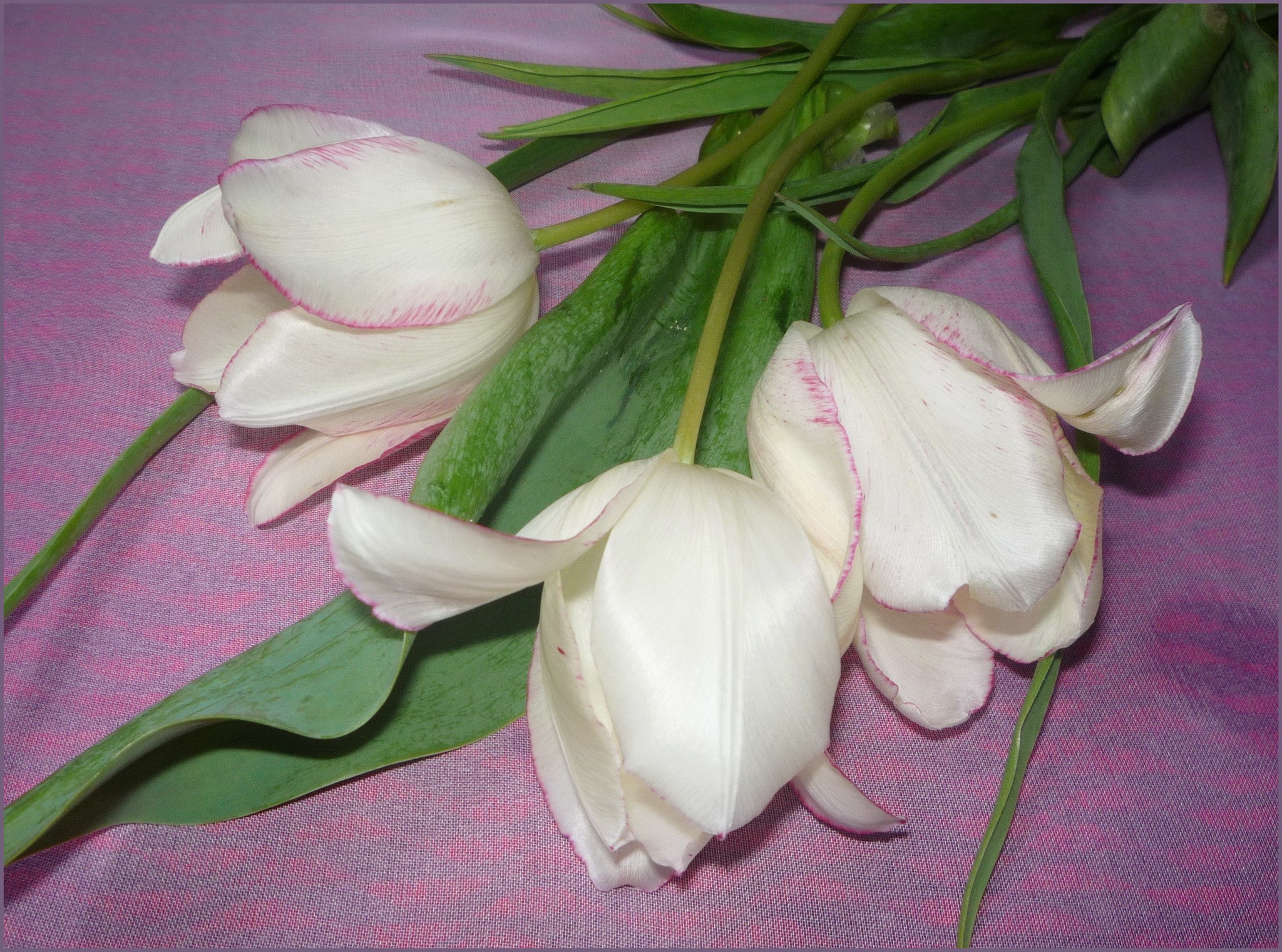White tulips with pink edges on a purple background HD Wallpaper