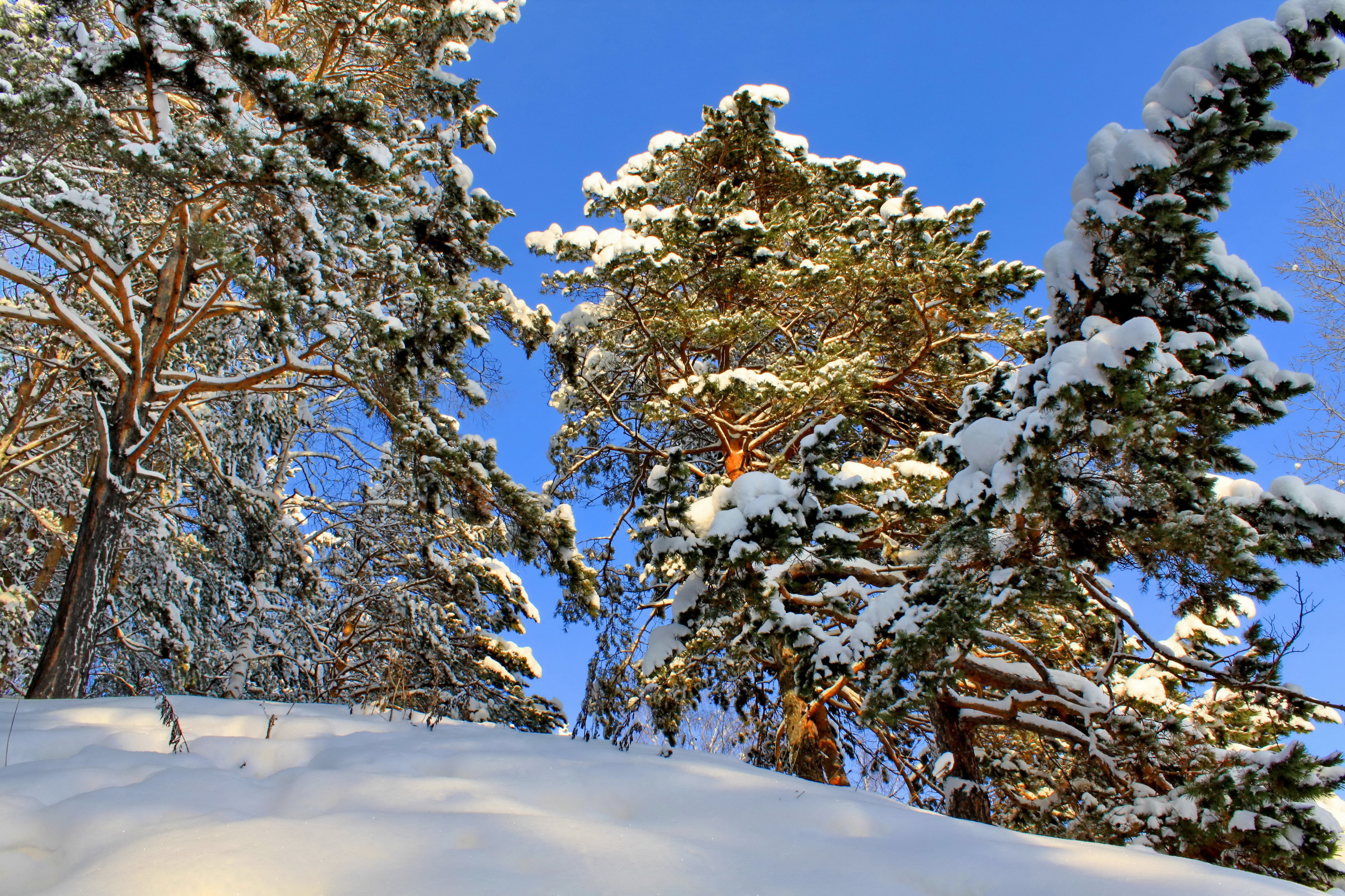 Snow-covered pine trees against a clear blue sky HD Wallpaper