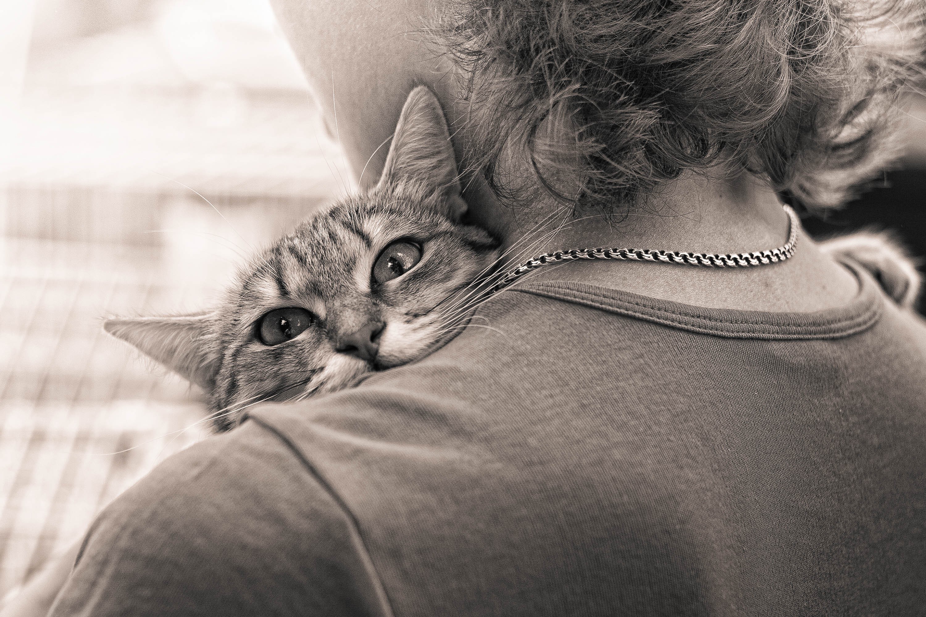 Cat resting on a person's shoulder HD Wallpaper