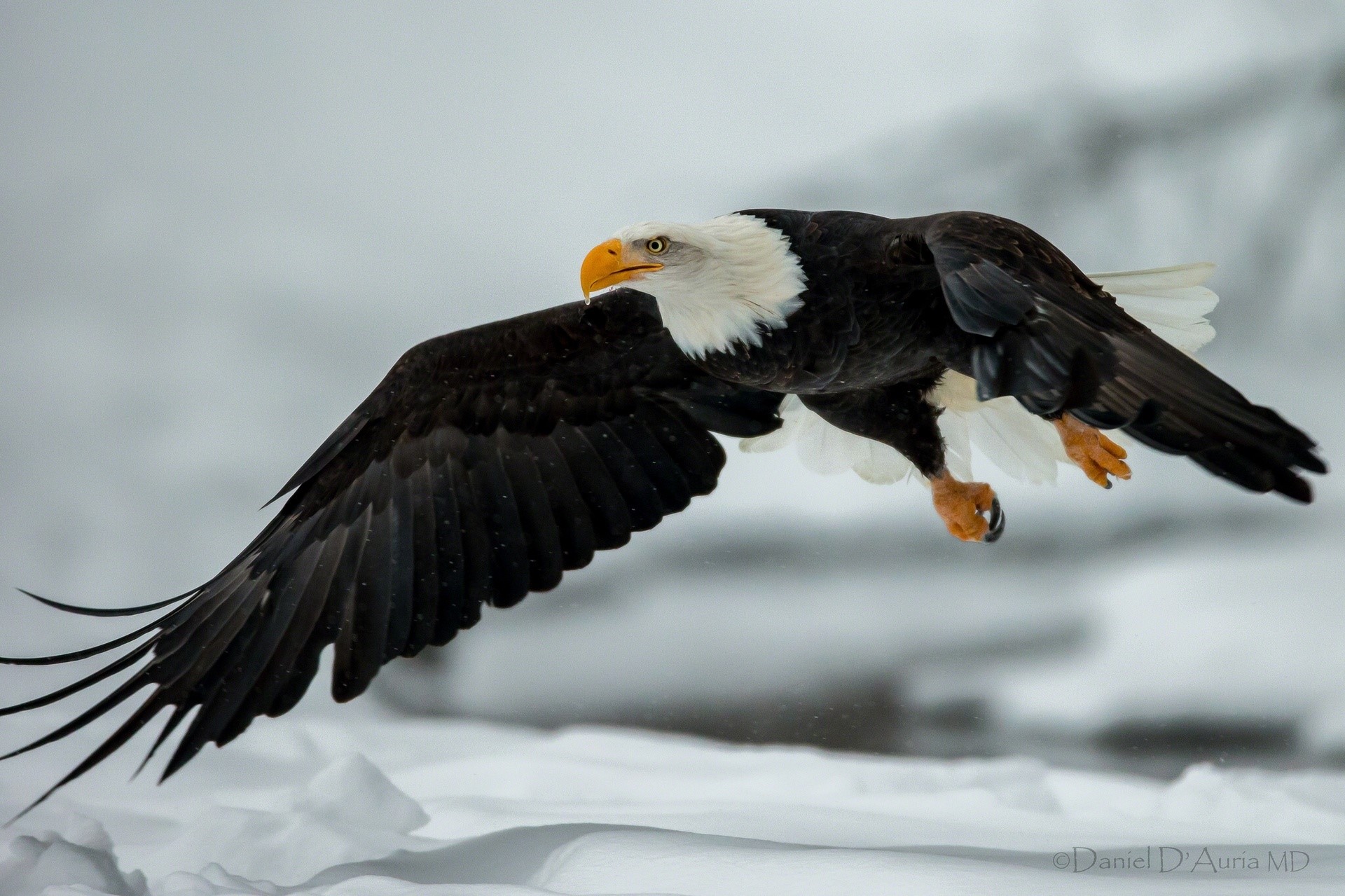 Bald Eagle in flight over snow HD Wallpaper