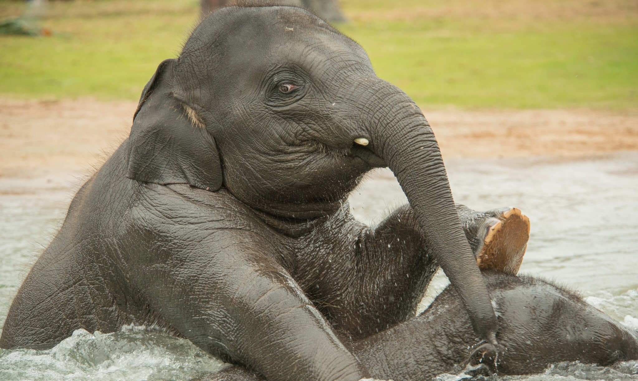 Baby elephant playing in water HD Wallpaper